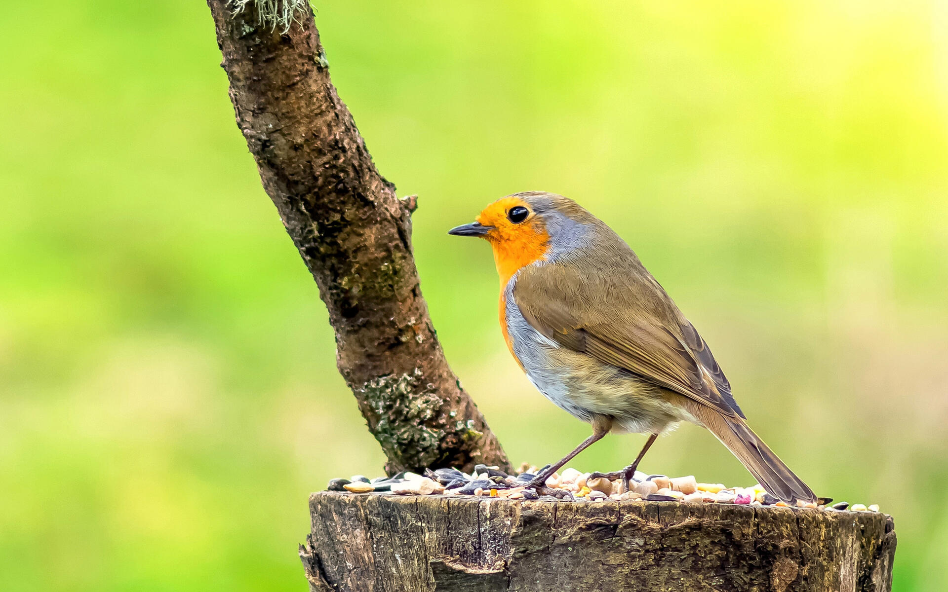 Robin bird kde store, Digital artistry, Vibrant wallpapers, Avian bliss, 1920x1200 HD Desktop