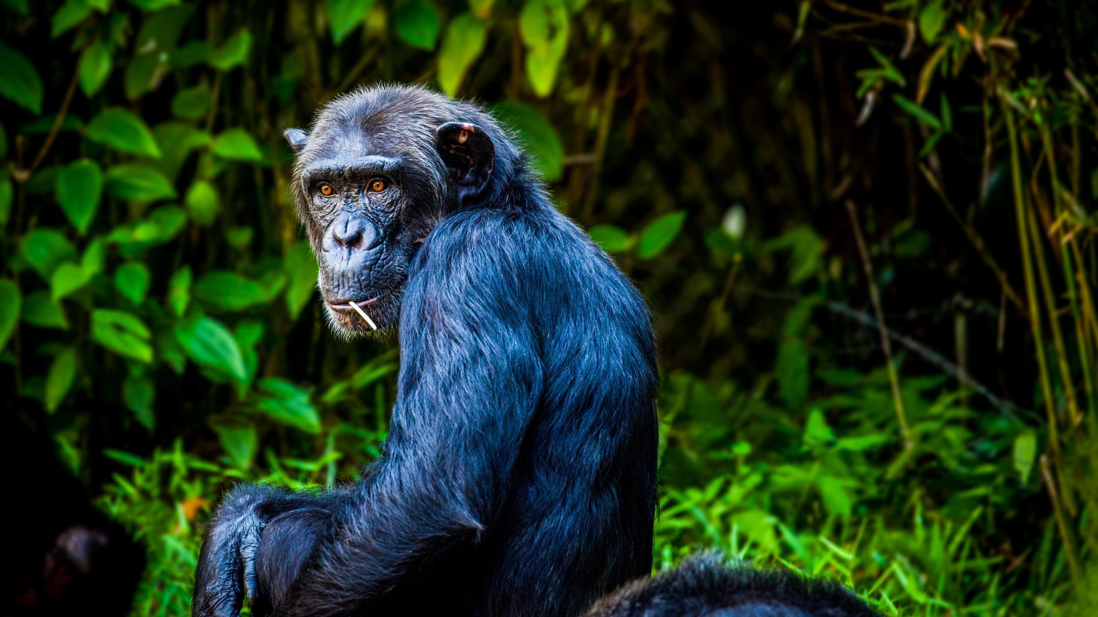 Chimpanzee, 4K UHD display, Stunning resolution, Visual splendor, 3840x2160 4K Desktop