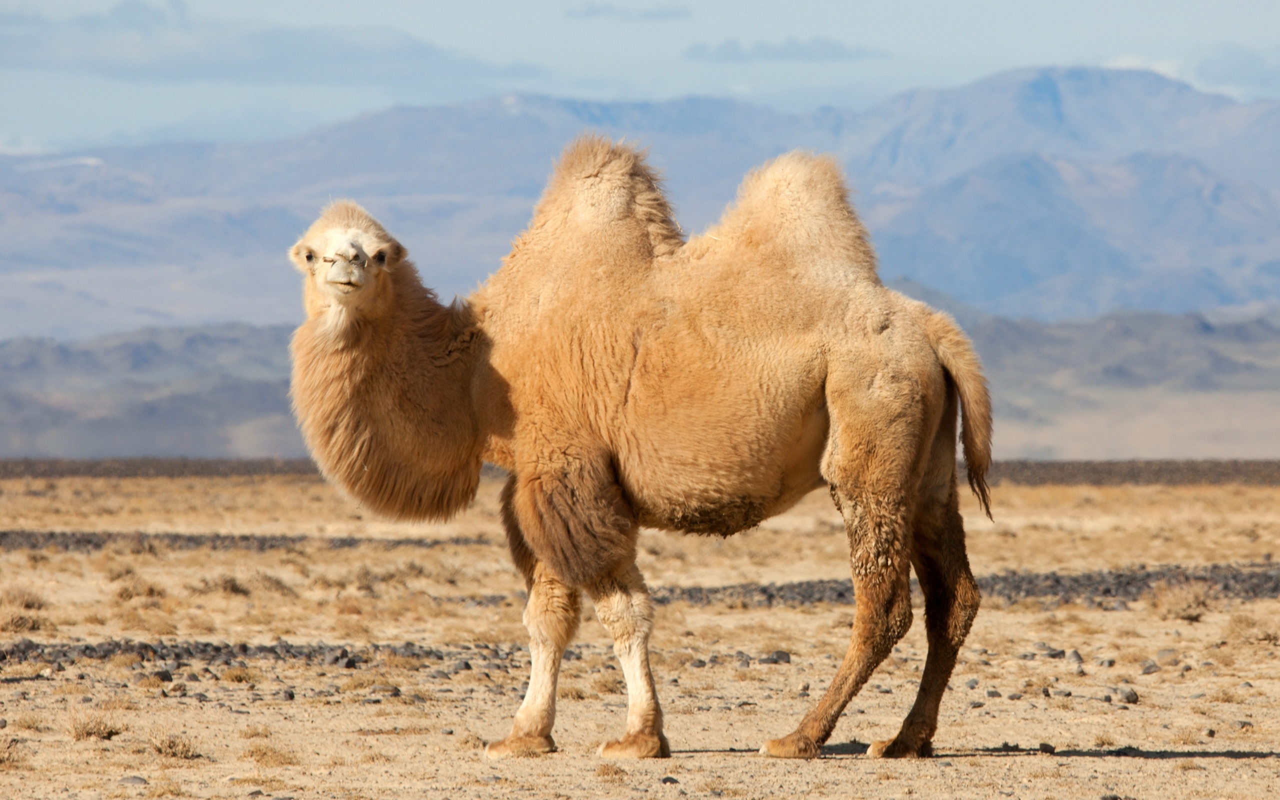 Bactrian, Camels Wallpaper, 2560x1600 HD Desktop