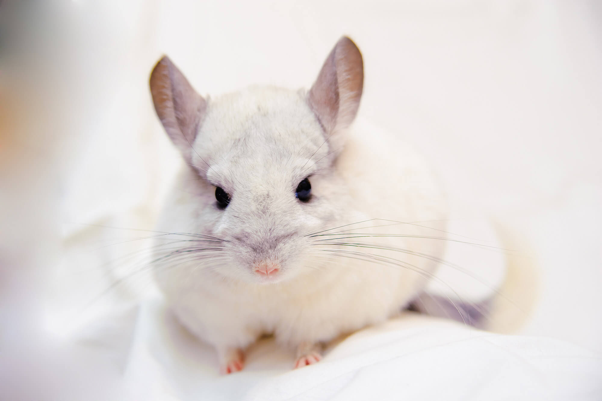 Chinchilla supreme petfoods, Adorable rodents, Fluffy fur, Playful nature, 2000x1340 HD Desktop