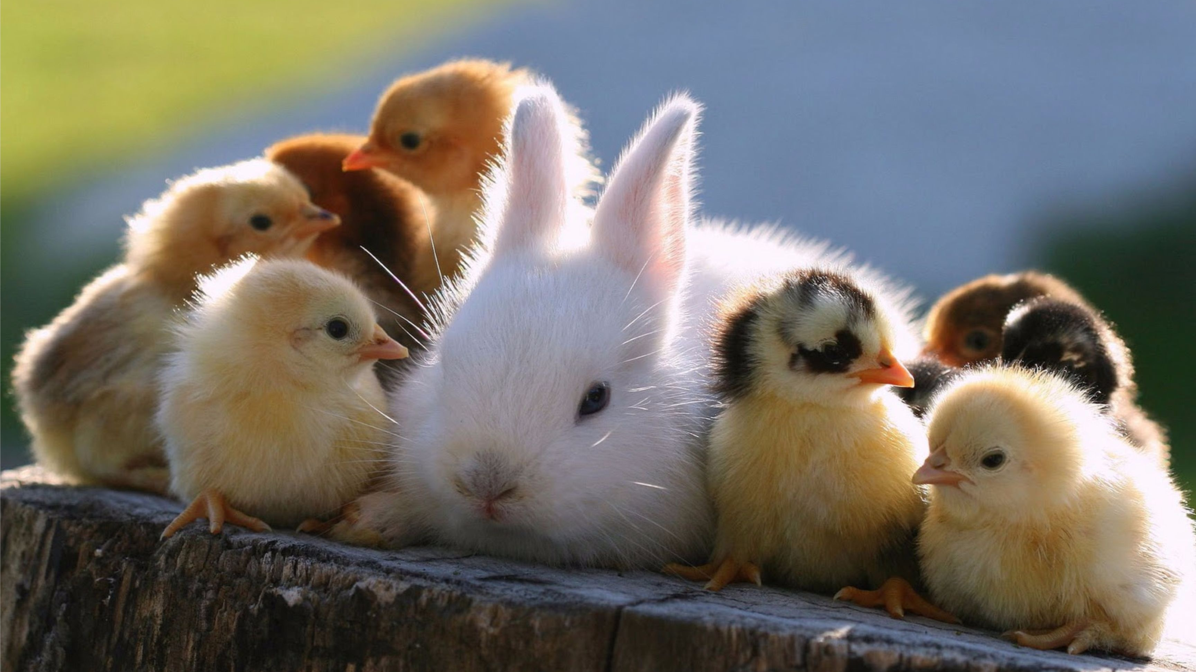 Chickens, Bunnies Wallpaper, 3840x2160 4K Desktop