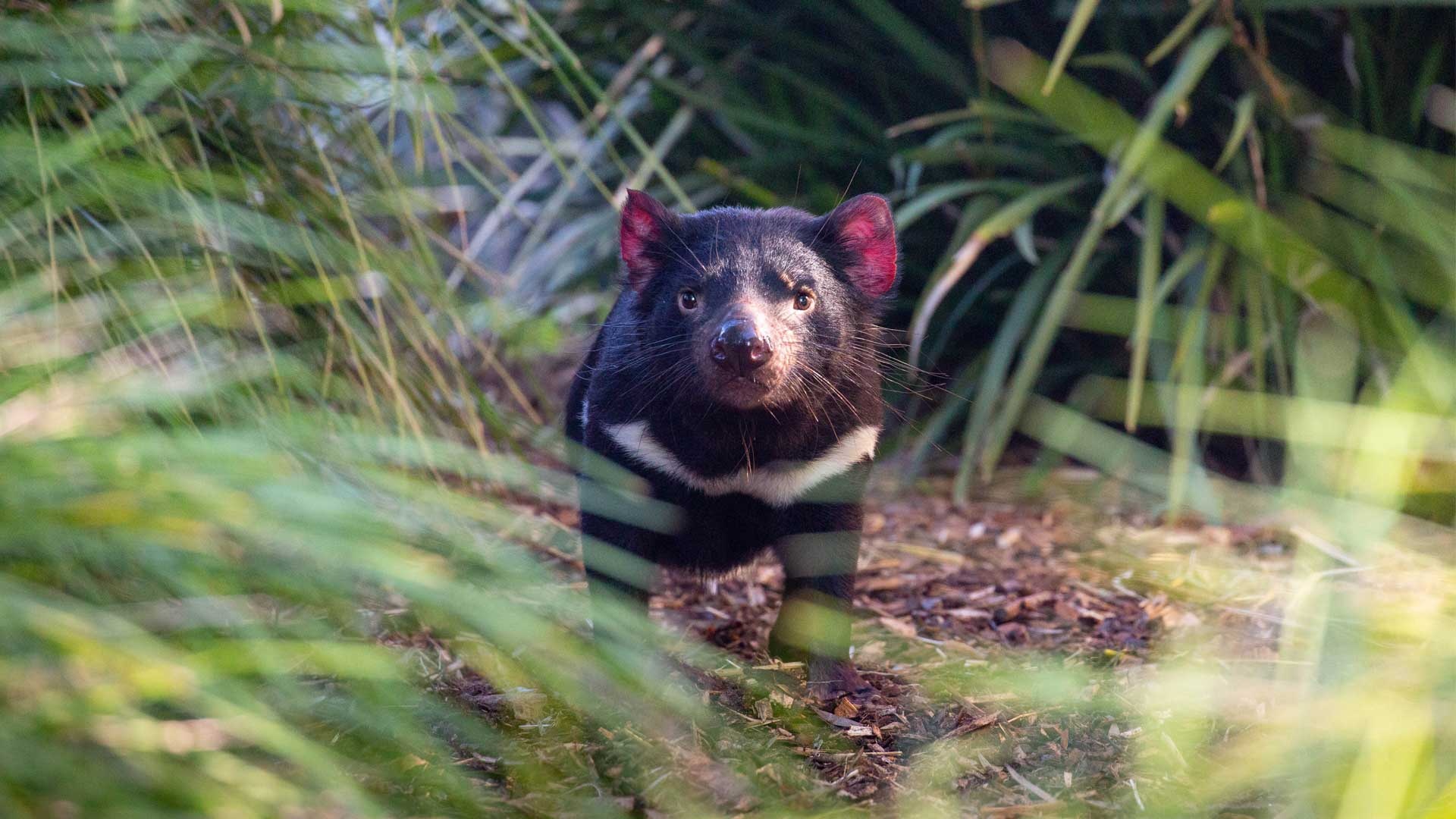 Endangered marsupial species, Australian wildlife, Auckland Zoo exhibit, Tasmanian Devil, 1920x1080 Full HD Desktop