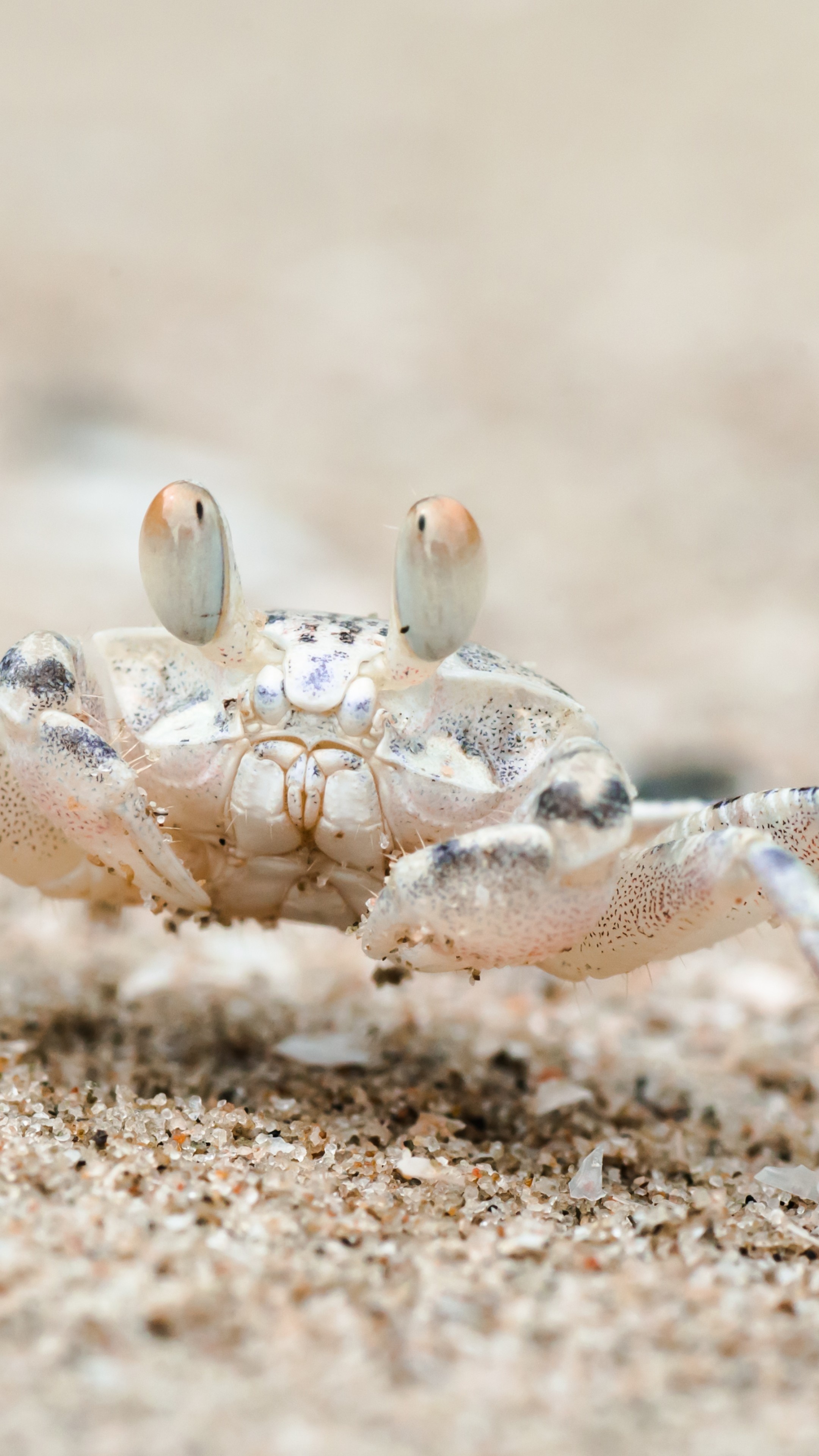 Sand bubbler, Crabs Wallpaper, 2160x3840 4K Phone