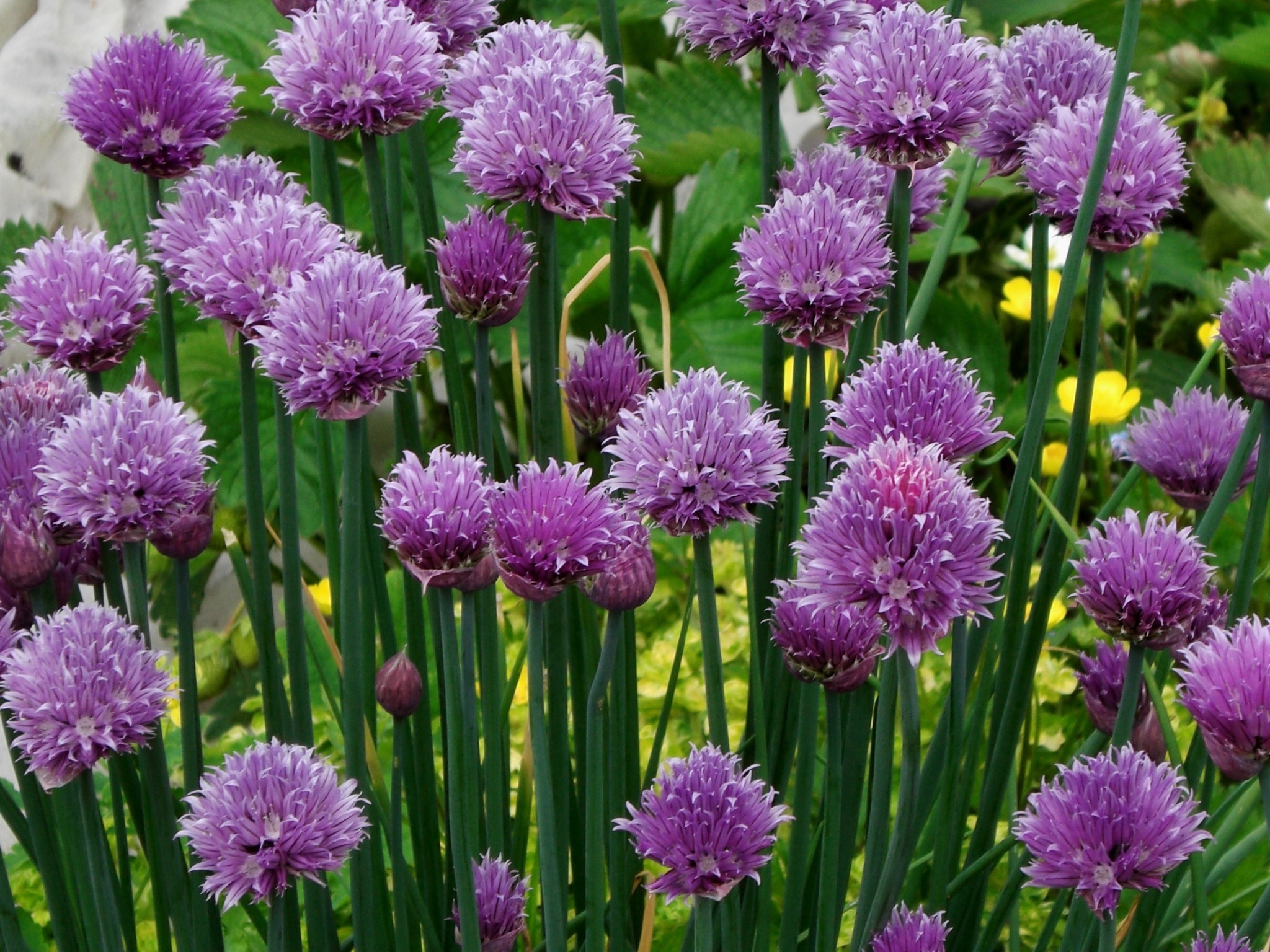 Pink chives, Free image, Peakpx, Food, 2050x1540 HD Desktop