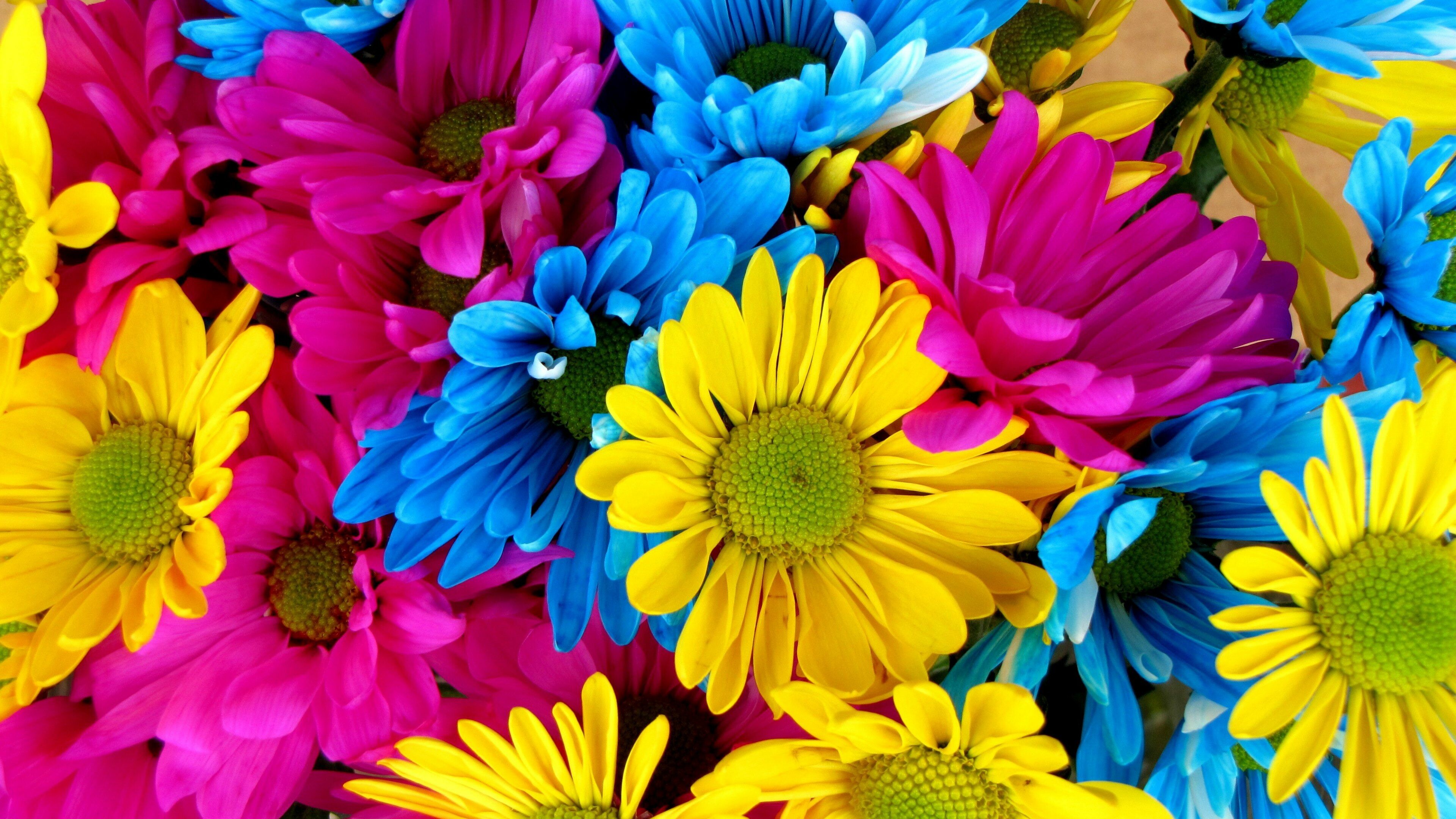 Bouquet, Daisies Wallpaper, 3840x2160 4K Desktop