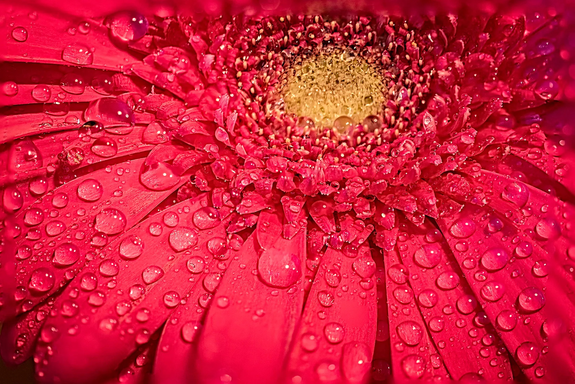 Gerbera daisy, The Ramsdell, Floral beauty, Vibrant blooms, 2000x1340 HD Desktop