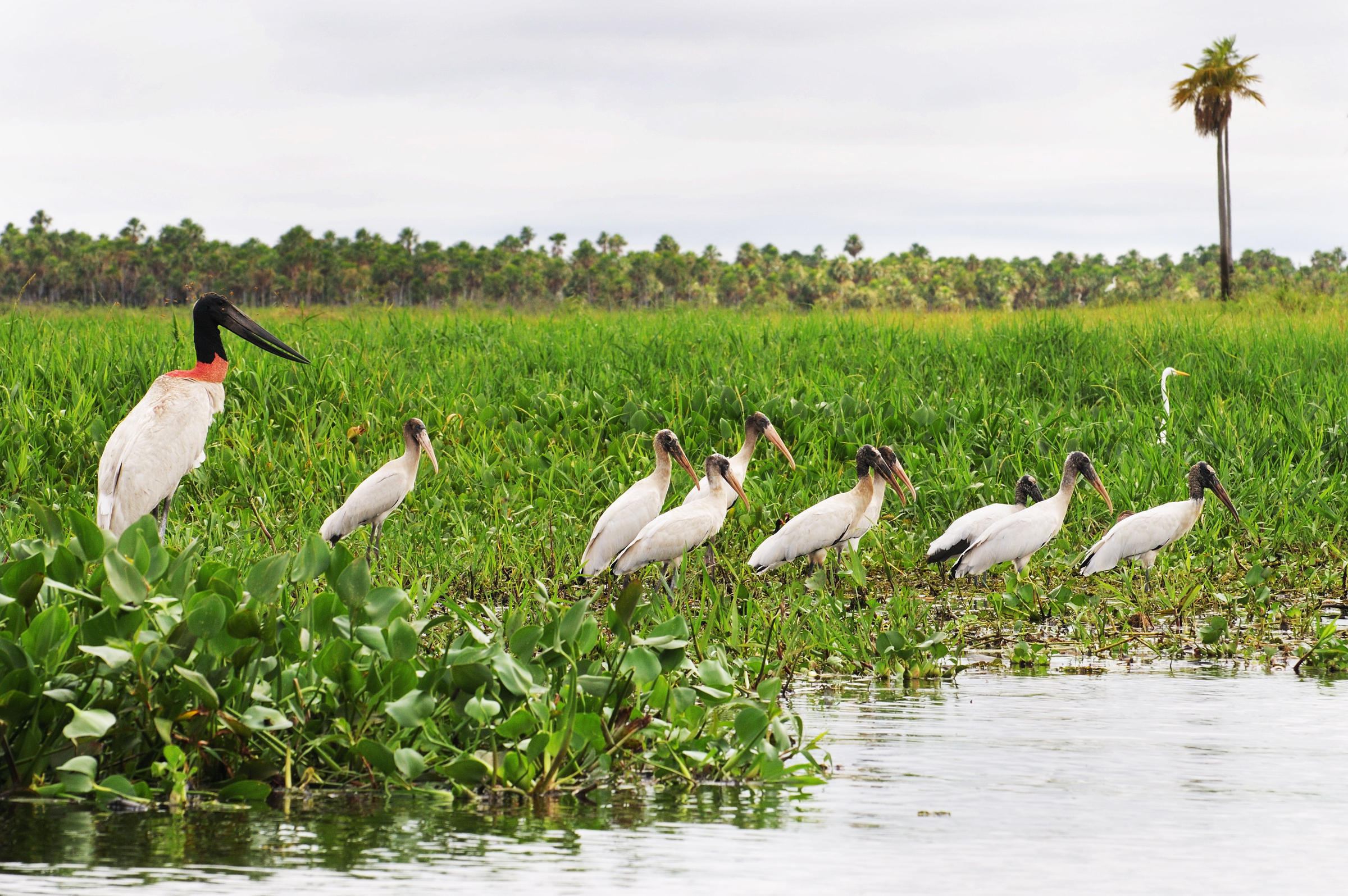 Jabiru, Birdwatching extravaganza, Paraguayan paradise, Trico Tours delight, 2400x1600 HD Desktop