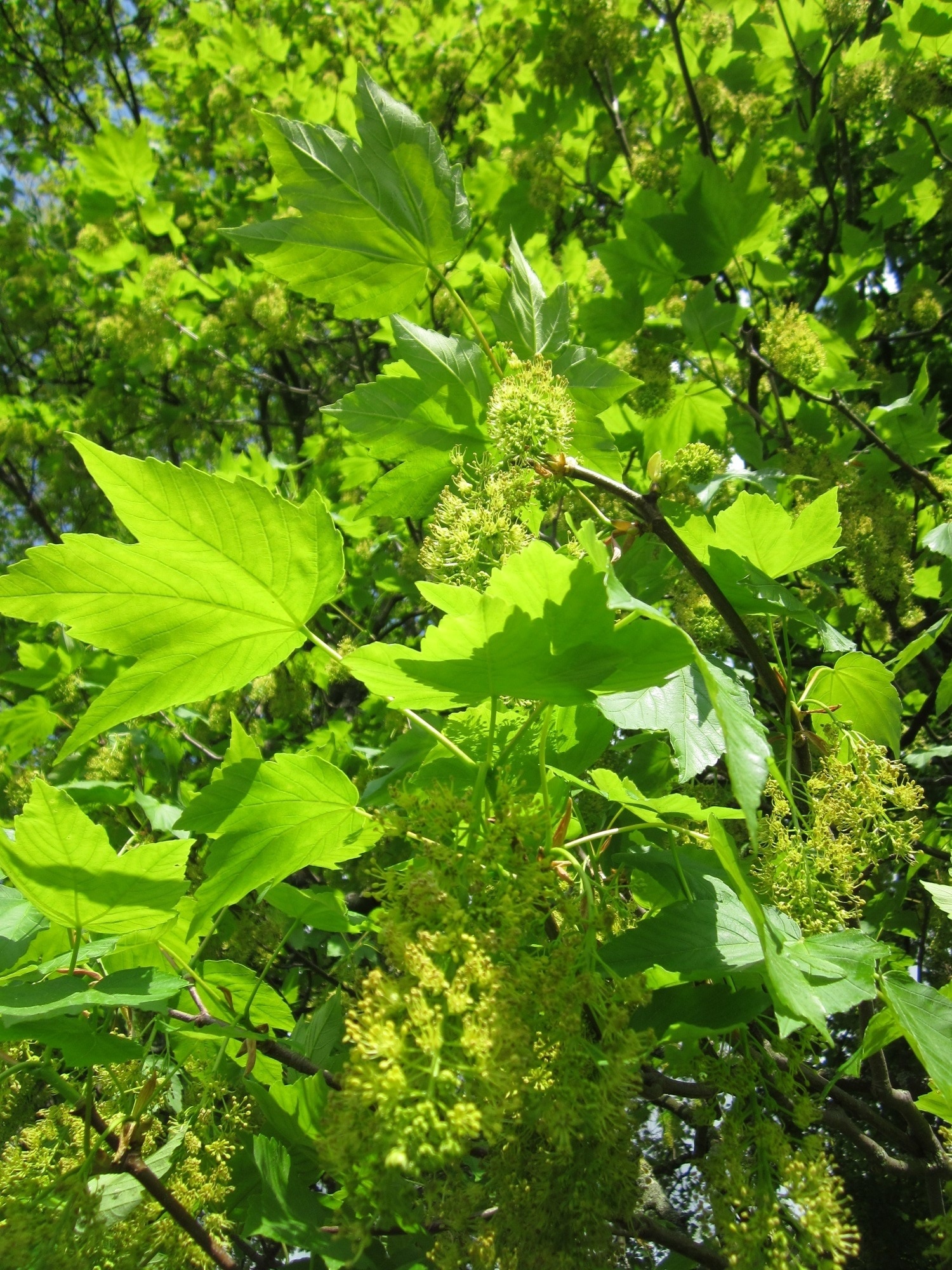 Brown Sycamore Tree, Peakpx, 1500x2000 HD Phone
