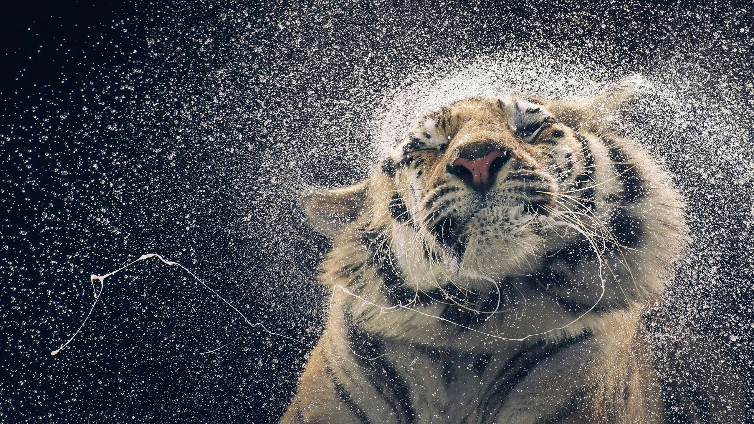 Tiger in water, Mesmerizing wallpaper, Serene beauty, Aquatic splendor, 2560x1440 HD Desktop
