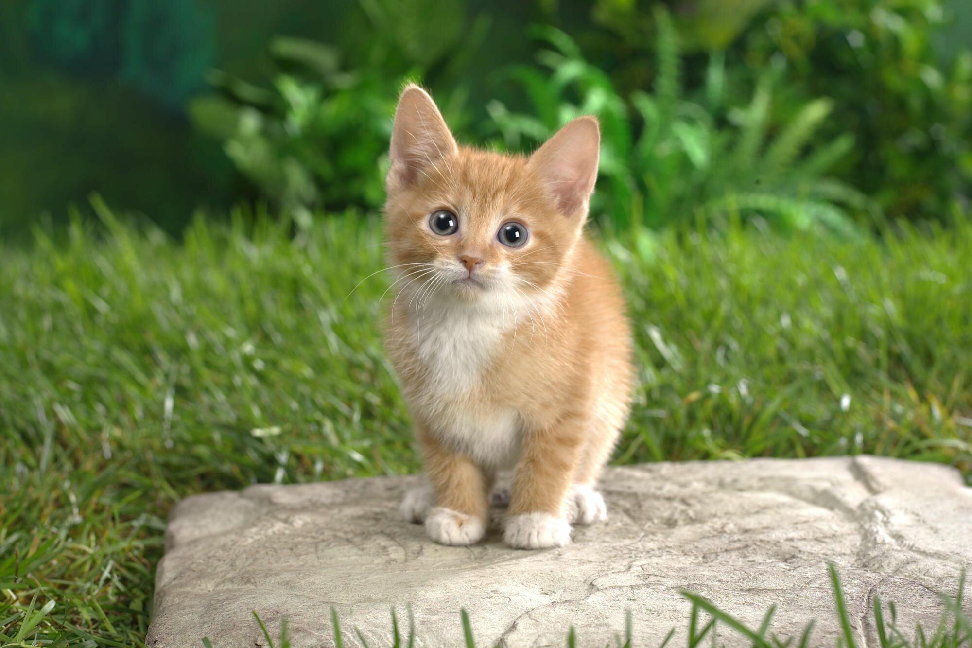 Cute kitten wallpapers, Pawsitively adorable, Irresistible cuteness, Kittens galore, 2000x1340 HD Desktop