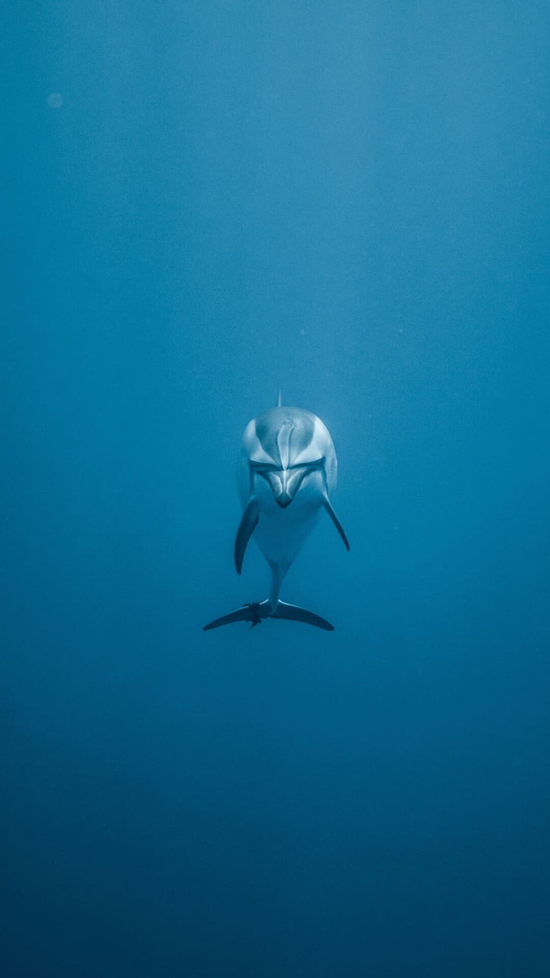 Dolphin, Stunning wallpapers, Oceanic wonders, Marine life fascination, 1080x1920 Full HD Phone