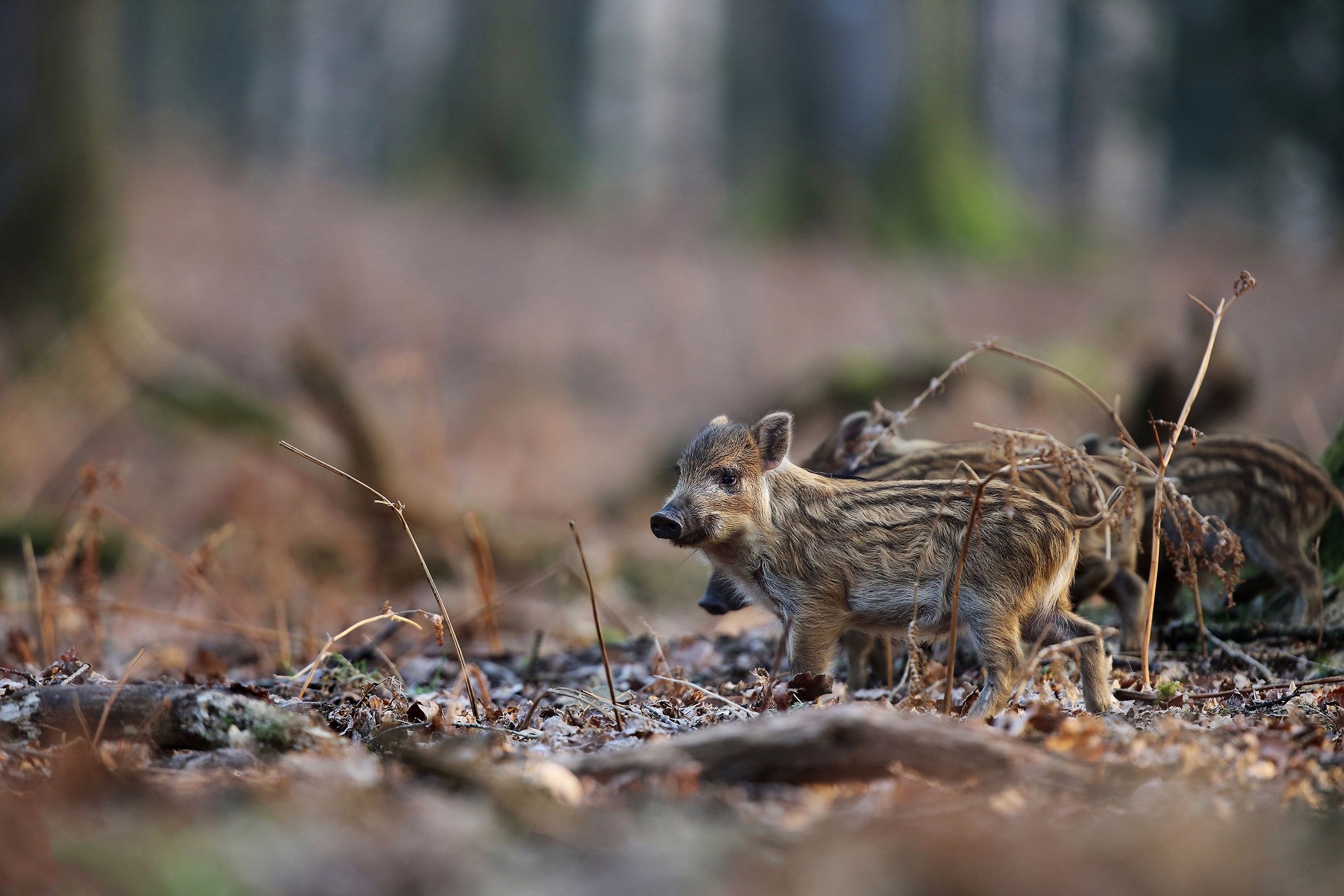 Baby wild animals, Adorable creatures, Nature's innocence, Wildlife love, 2560x1710 HD Desktop