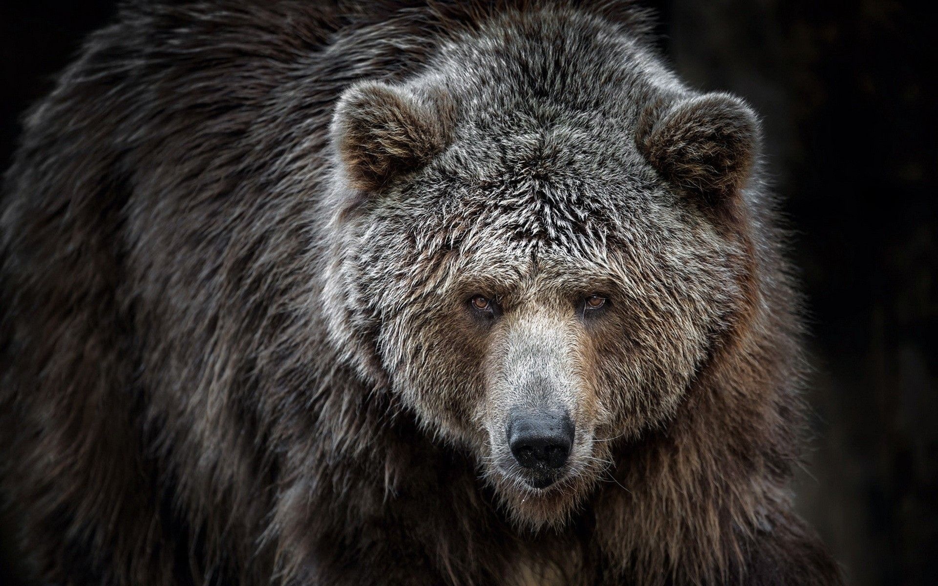 Grizzly Bear, Stunning wallpapers, Captivating backgrounds, Nature's wonder, 1920x1200 HD Desktop