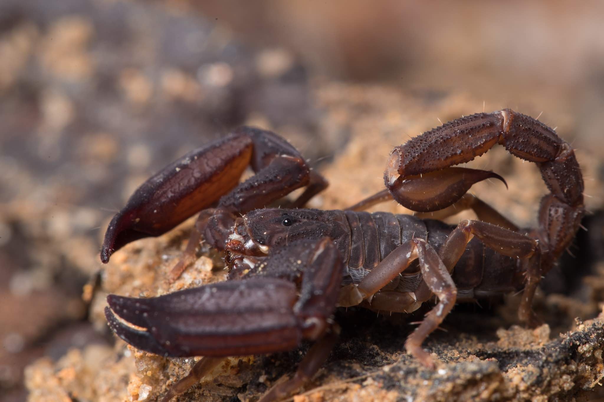 Ghost scorpion, Malaysian rainforest, Newly discovered species, Exciting wildlife, 2050x1370 HD Desktop