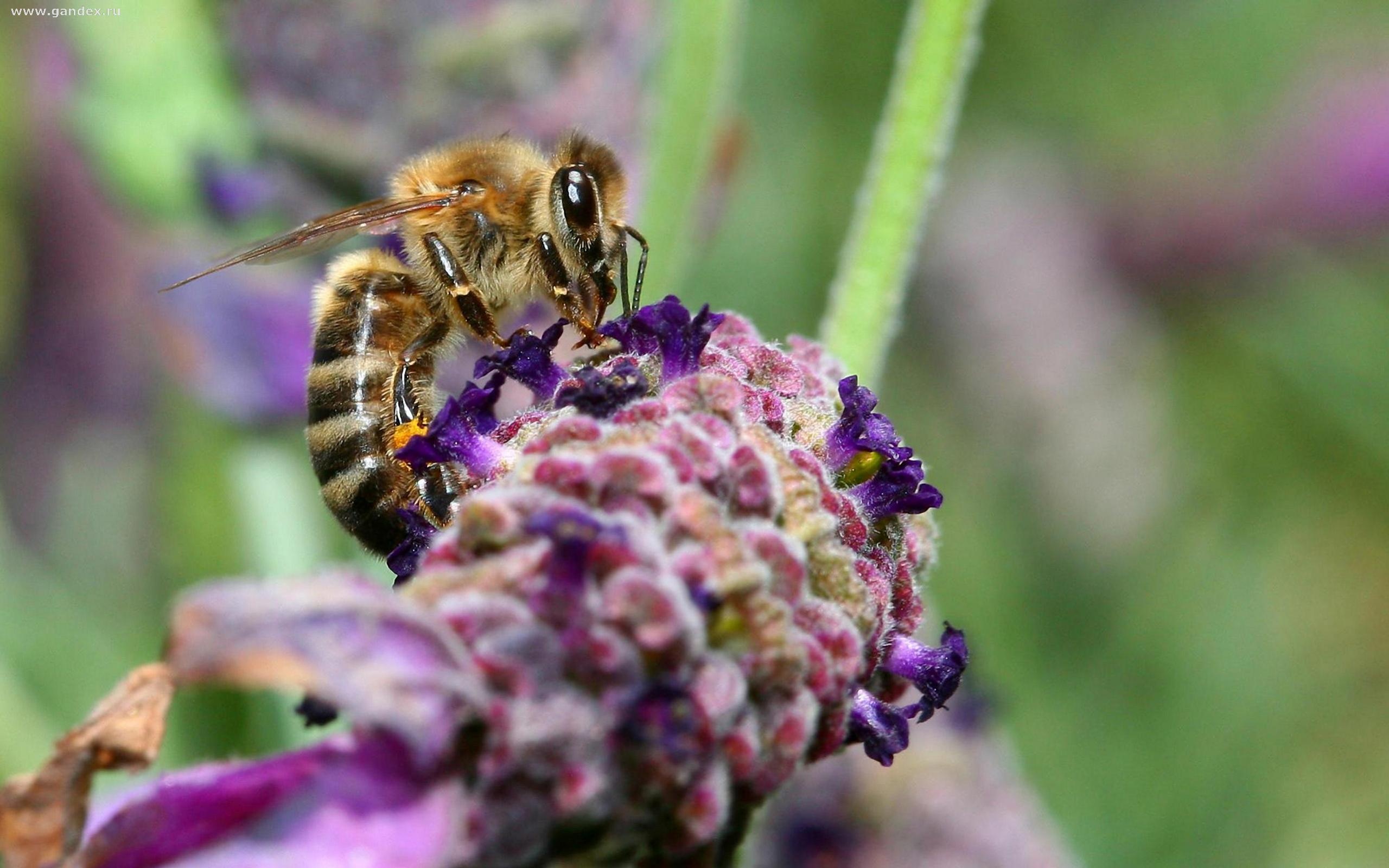 Desktop wallpaper, Bee on flower, Nature's widescreen, Insect's wonder, 2560x1600 HD Desktop