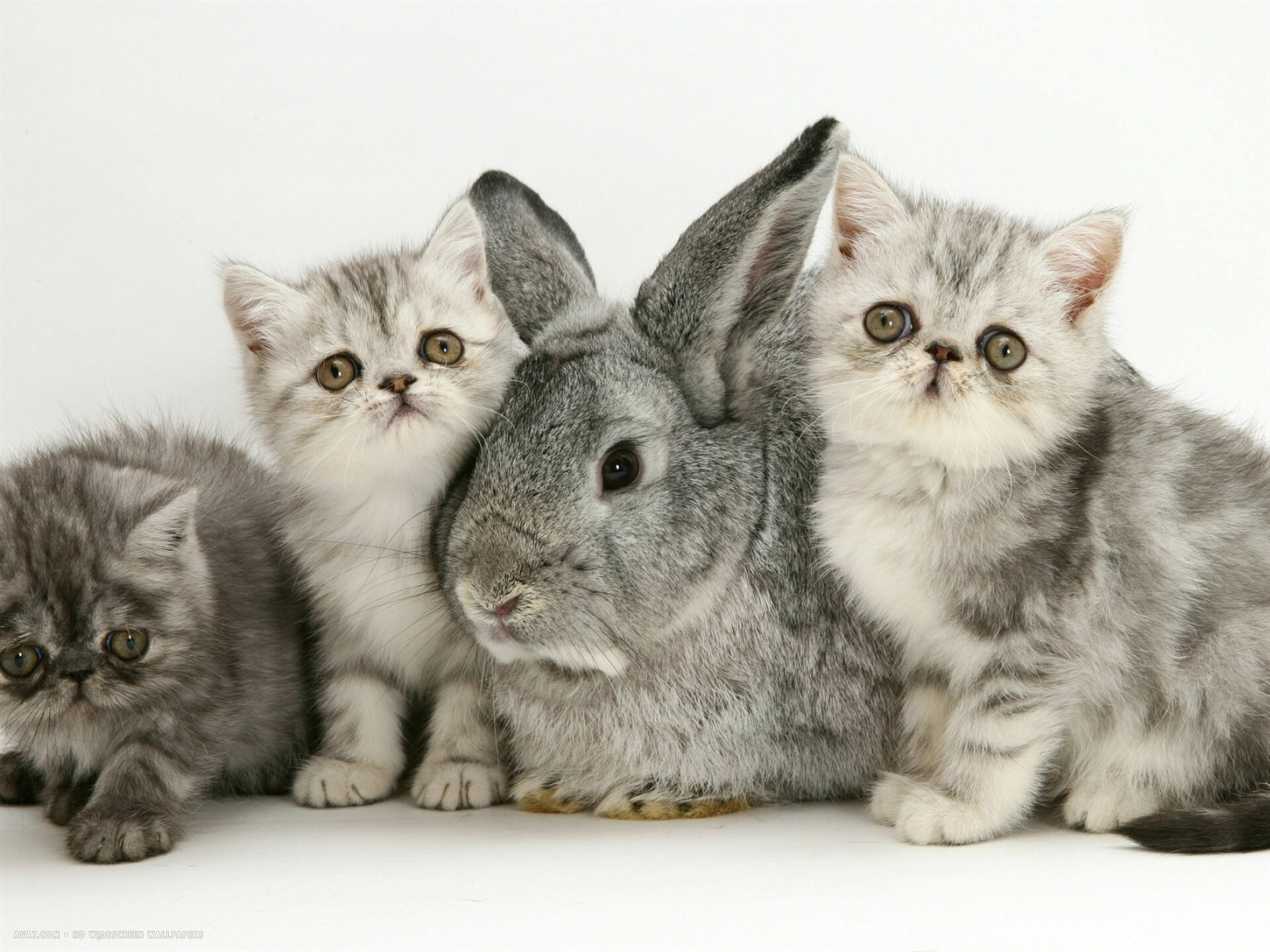 Kittens and rabbit, Exotic Shorthair Cat Wallpaper, 1920x1440 HD Desktop