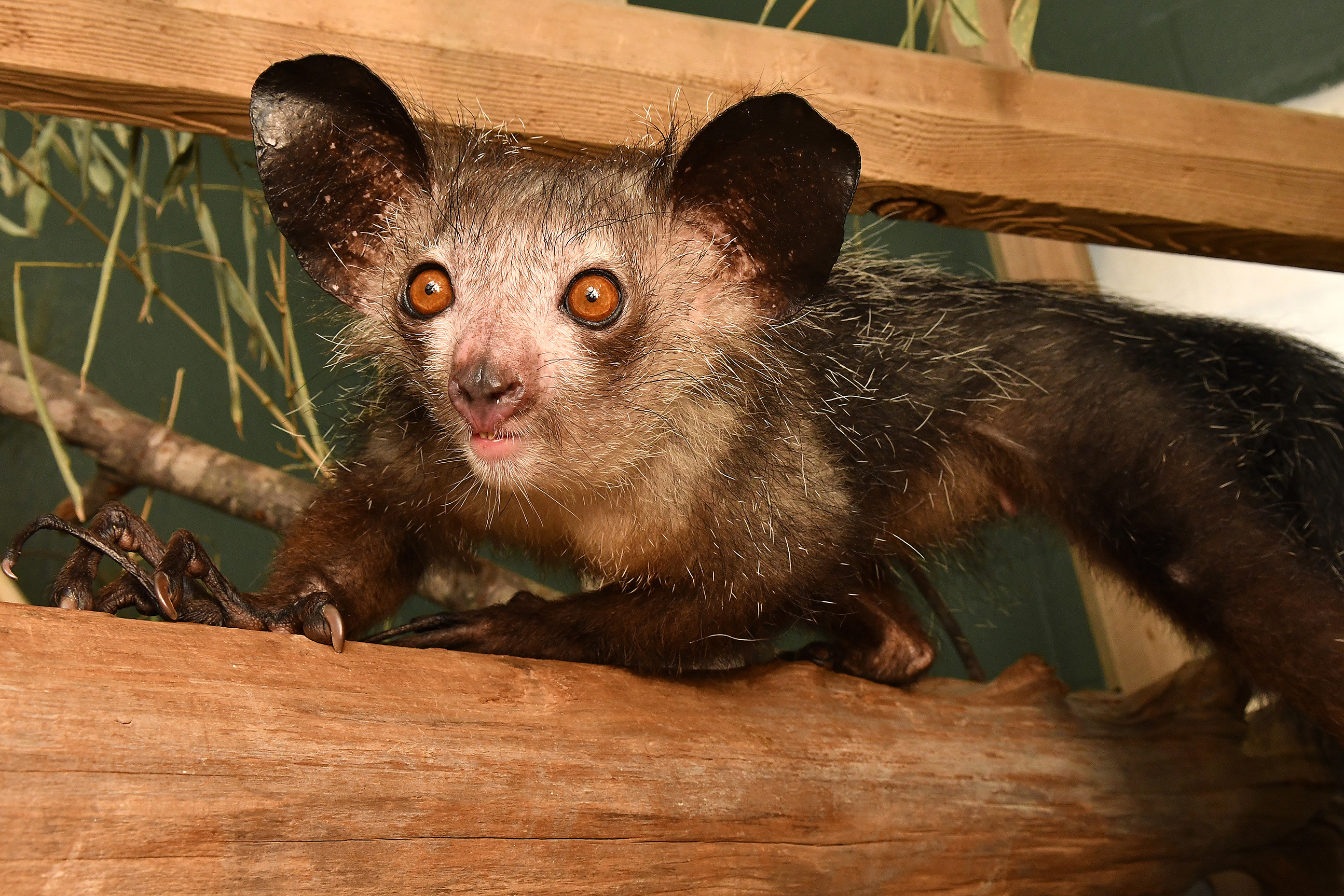 In pursuit of Aye Ayes, Long-lasting fascination, Madagascar's mysterious lemurs, Ecological exploration, 2590x1730 HD Desktop