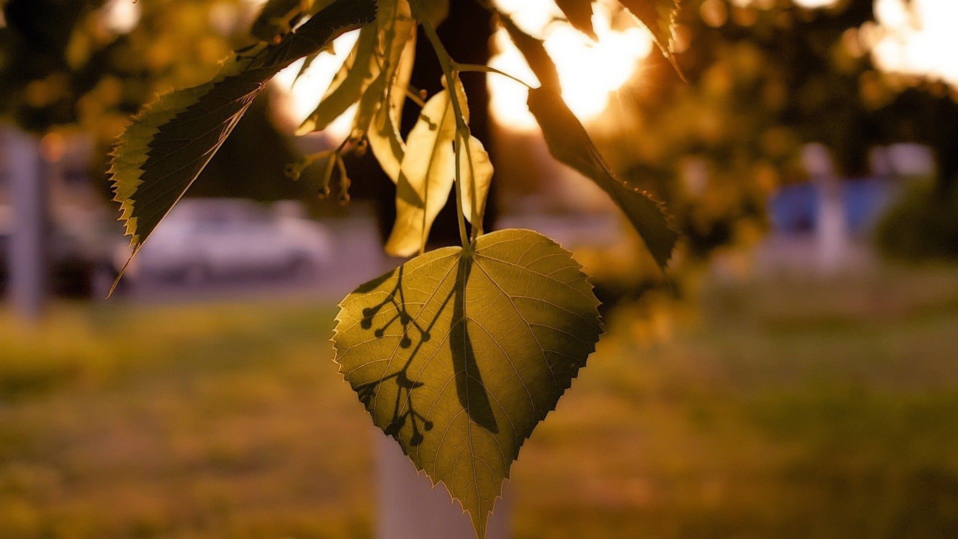 Linden Tree, top free, backgrounds, Nature, 1920x1080 Full HD Desktop