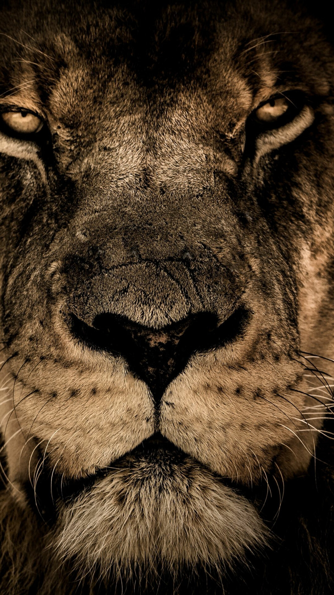 King of the savannah, Majestic mane, Fierce predator, Wildlife photography, 1080x1920 Full HD Phone