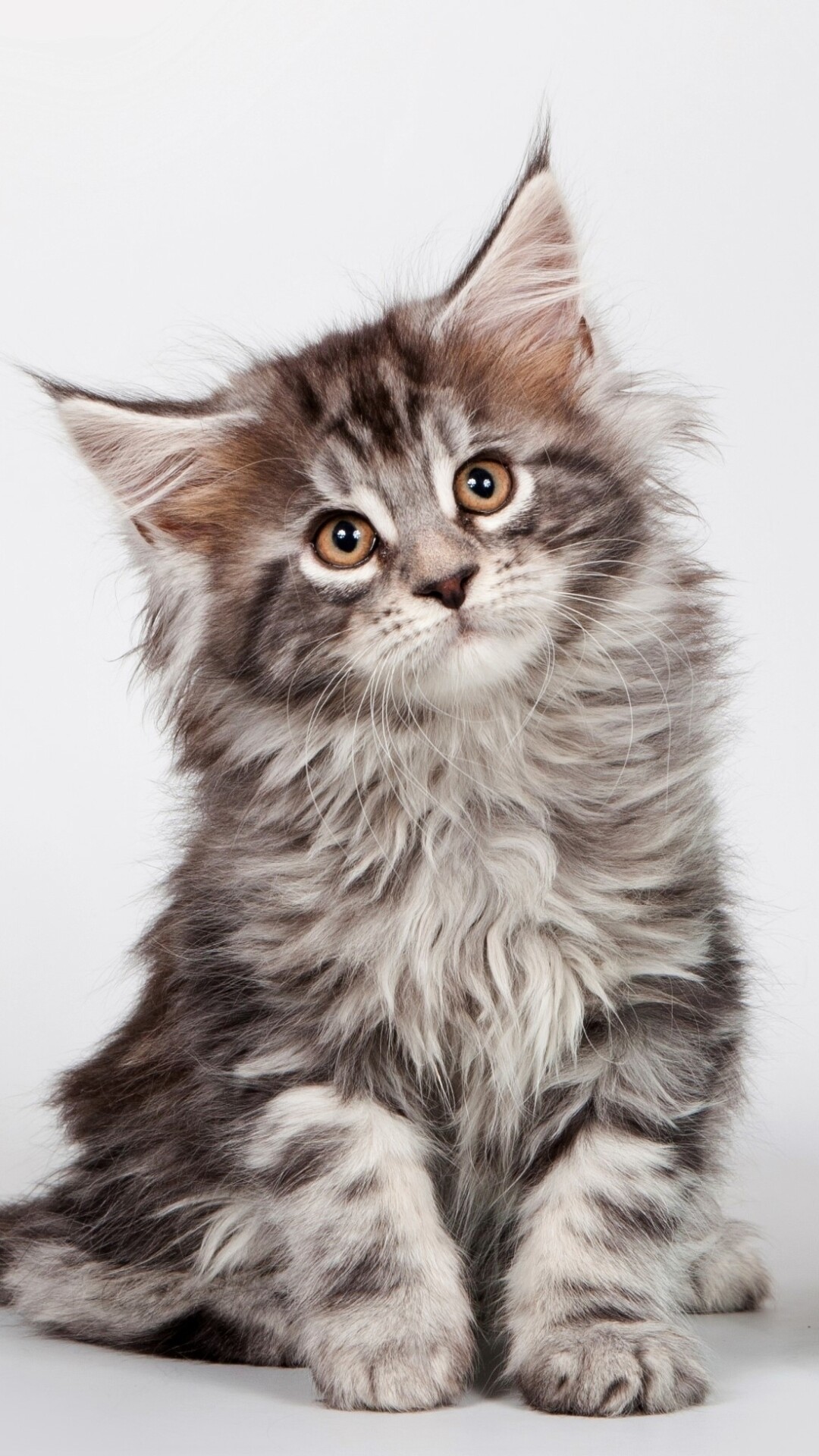 Cat lover's dream, Maine Coon magnificence, Wallpaper wonder, Regal beauty, 1080x1920 Full HD Phone