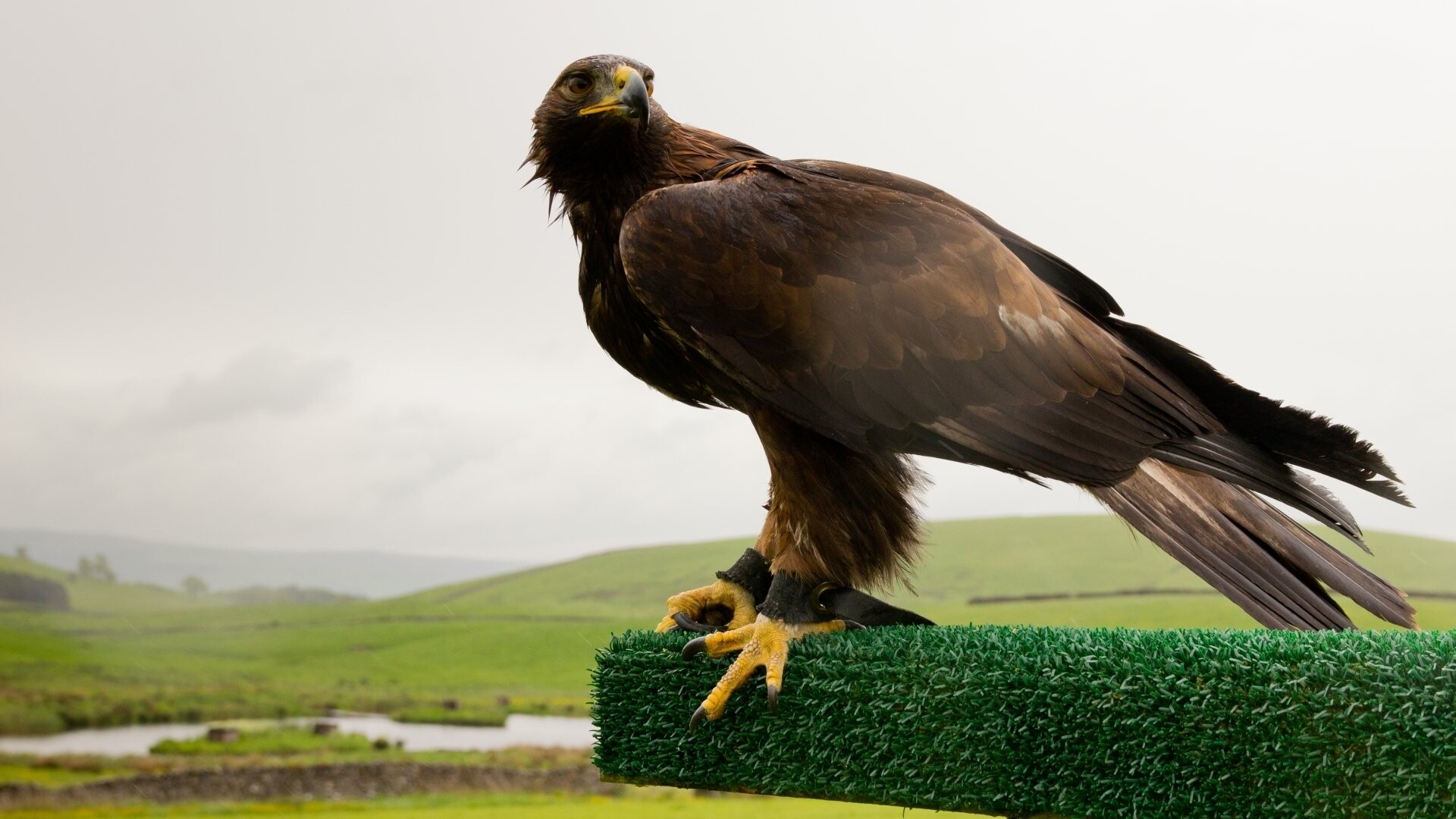 Eagle in gold, Dreamliner inspiration, Majestic bird, Serene beauty, 1920x1080 Full HD Desktop