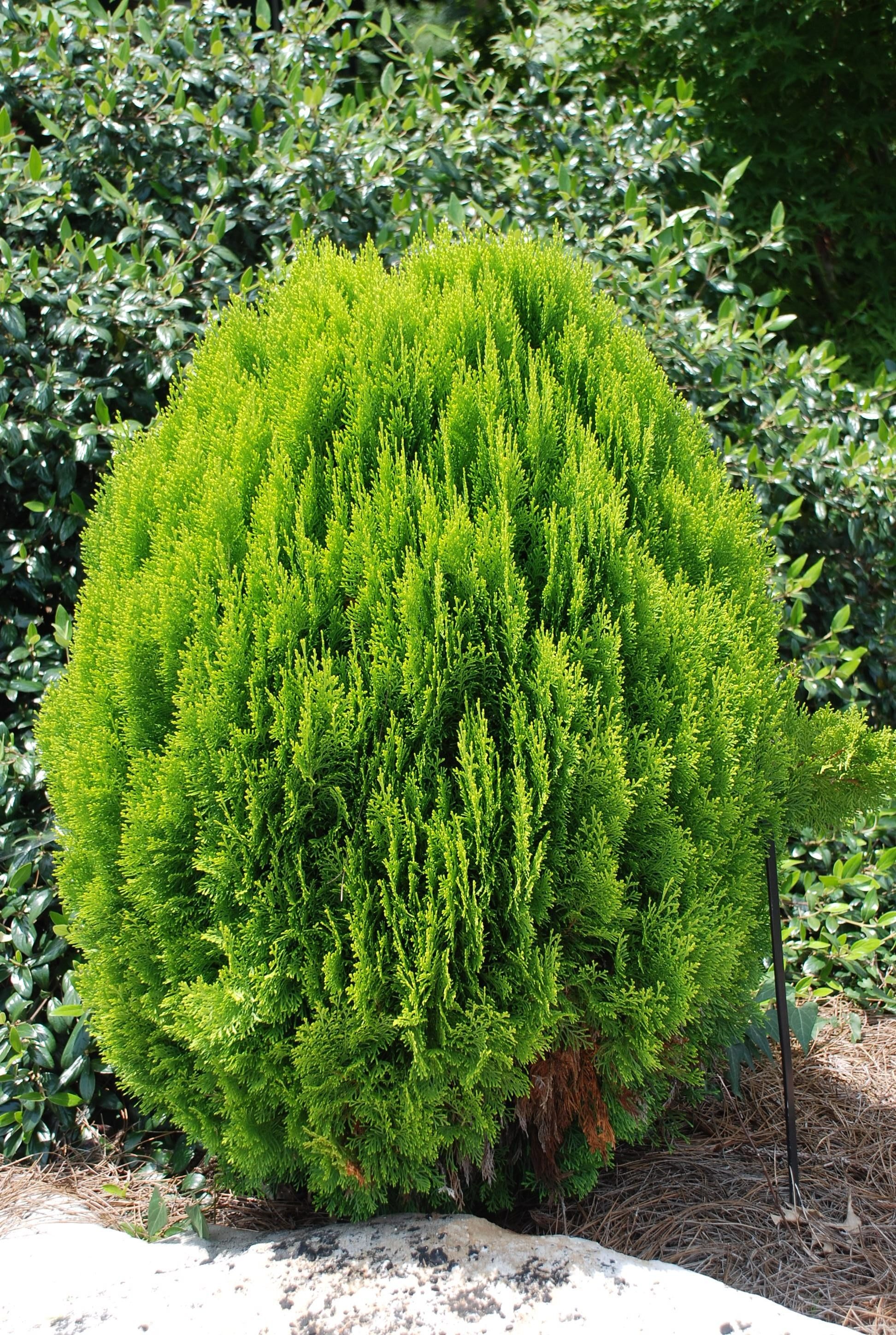 Chinese arborvitae, Landscape varieties, Exotic conifer, Japanese garden inspiration, 1950x2900 HD Phone