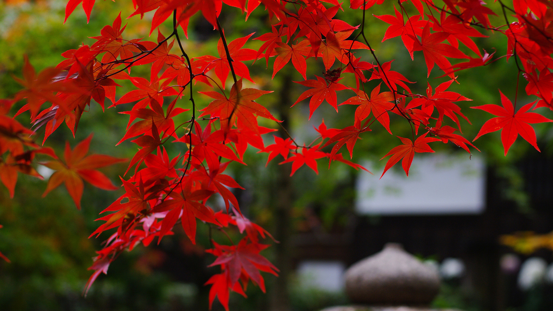 Japanese maple leaves, stone garden lantern, autumn Japanese garden, Full HD Desktop wallpaper