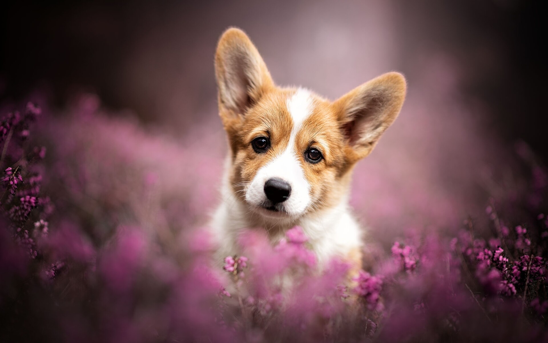 Lavender, Corgis Wallpaper, 1920x1200 HD Desktop