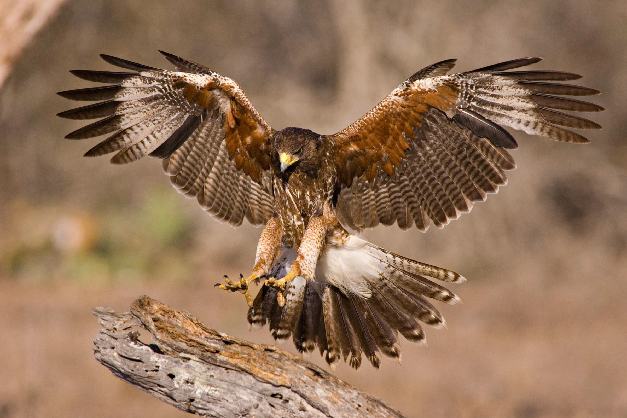 Harriss hawk wallpapers, Animal, HQ, 4k wallpapers, 2400x1600 HD Desktop