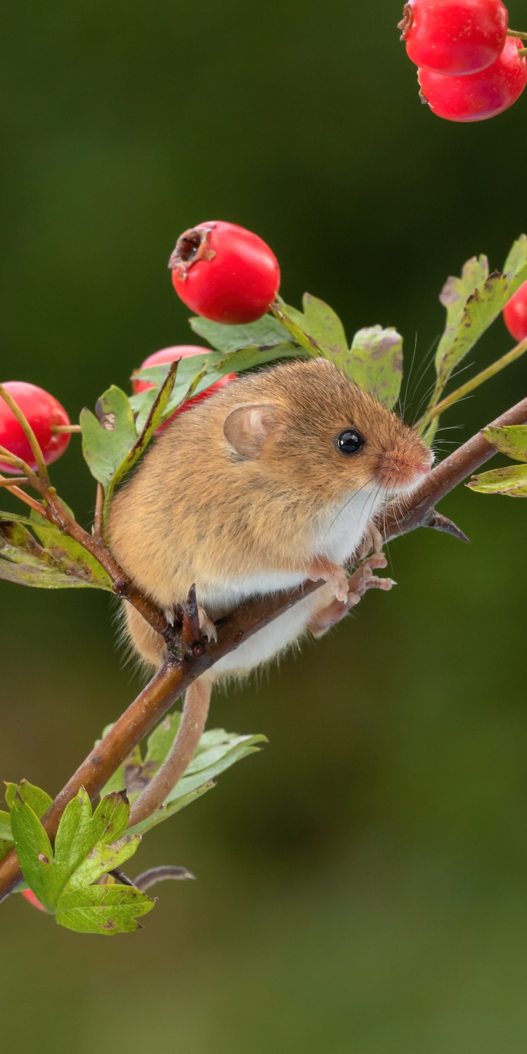 Mouse, adorable animal, small creature, animal kingdom, 1080x2160 HD Phone