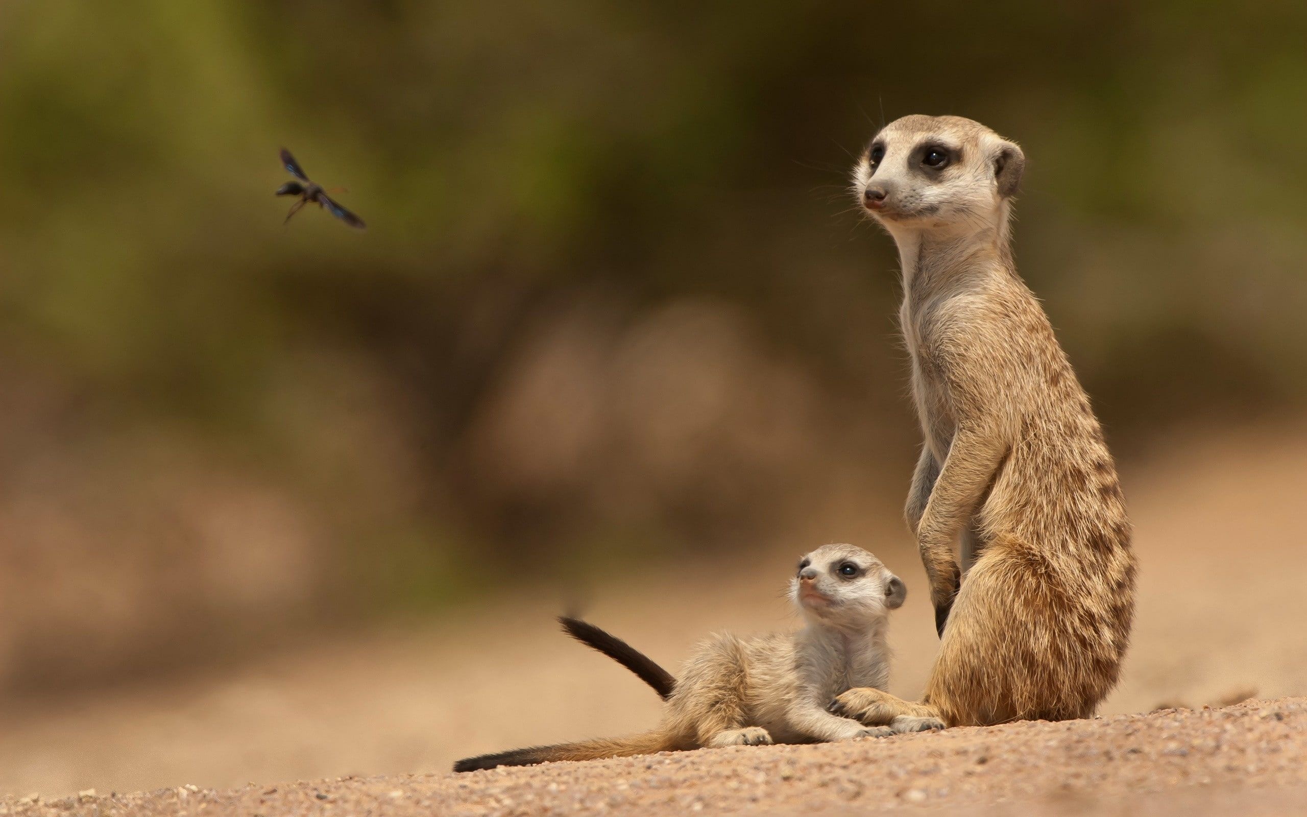 Meerkats 2k wallpaper, Hdwallpaper desktop, Meerkat baby, 2560x1600 HD Desktop