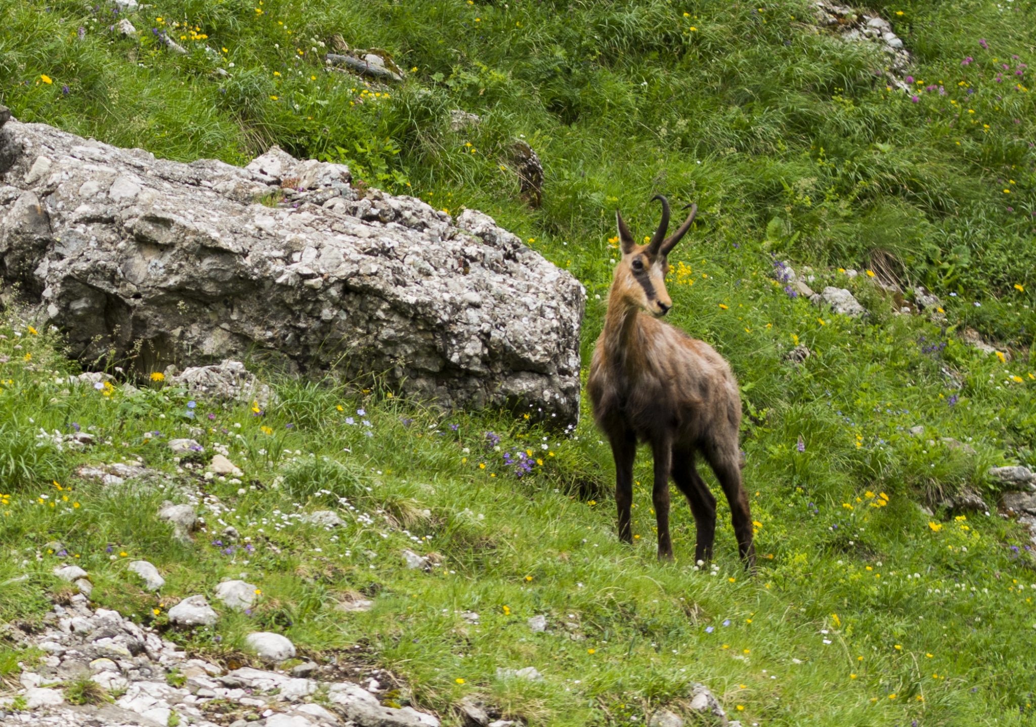 Chamois in Romania, Mountain heights, Outdoor holidays, Daring adventures, 2050x1440 HD Desktop