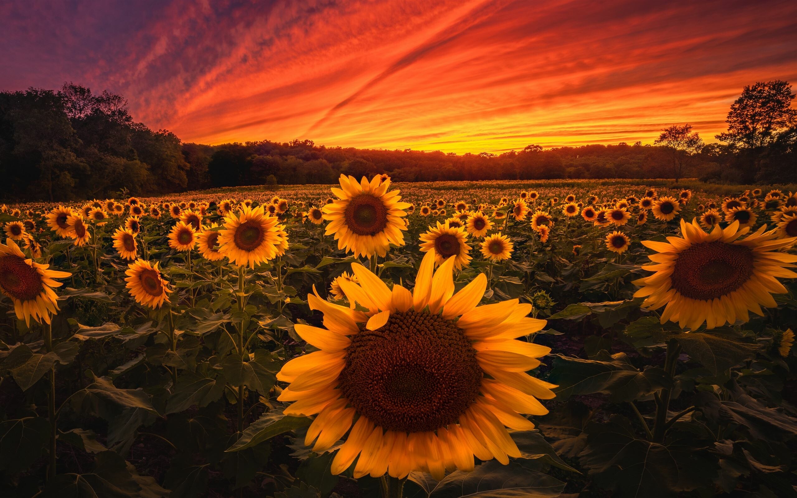Sunflower field, Breathtaking landscape, 5k iMac wallpaper, Serene nature, 2560x1600 HD Desktop