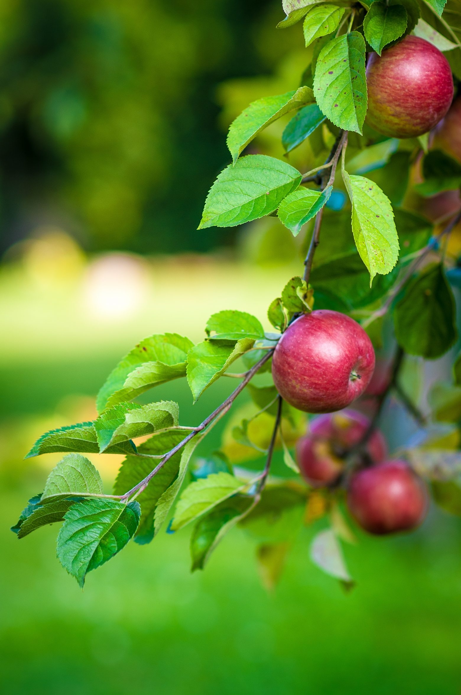 Spartan, Apple Trees Wallpaper, 1560x2350 HD Phone
