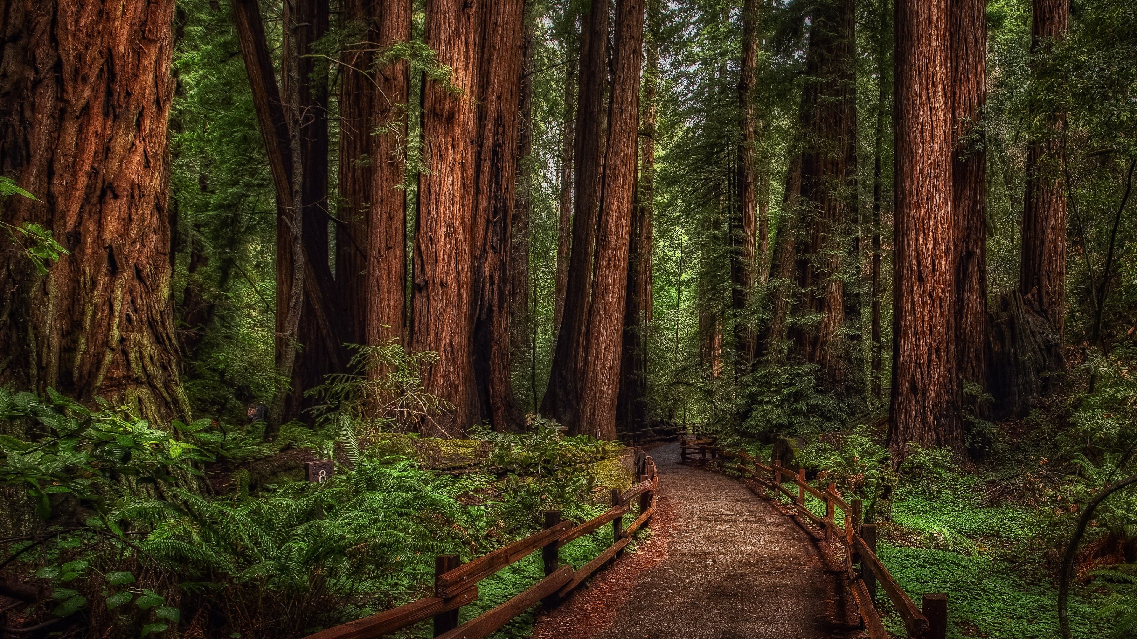 Cathedral Grove, Redwood tree Wallpaper, 3840x2160 4K Desktop