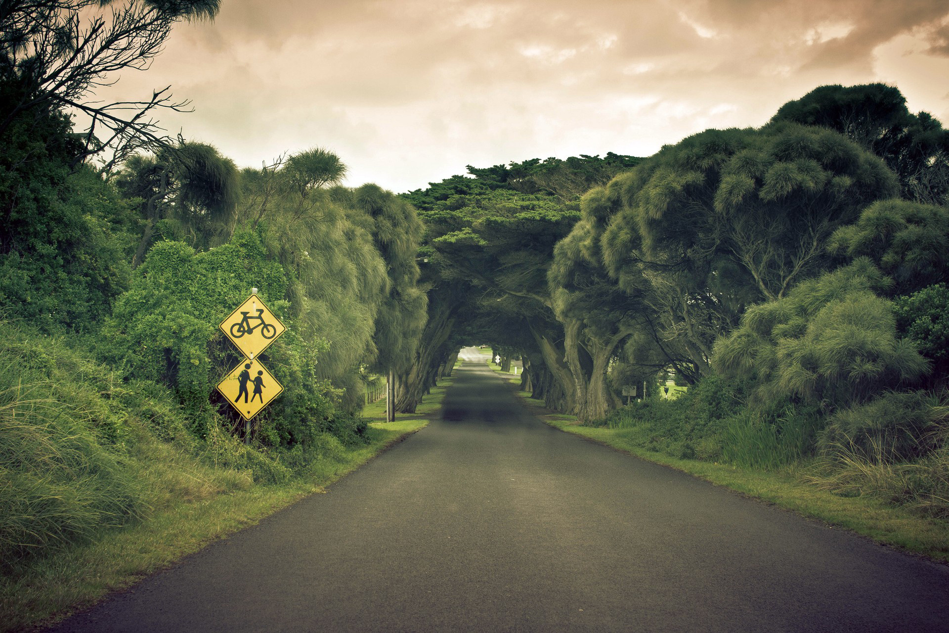 cypress tree tunnel, bicycle warning sign, pedestrian crossing sign, HD Desktop wallpaper