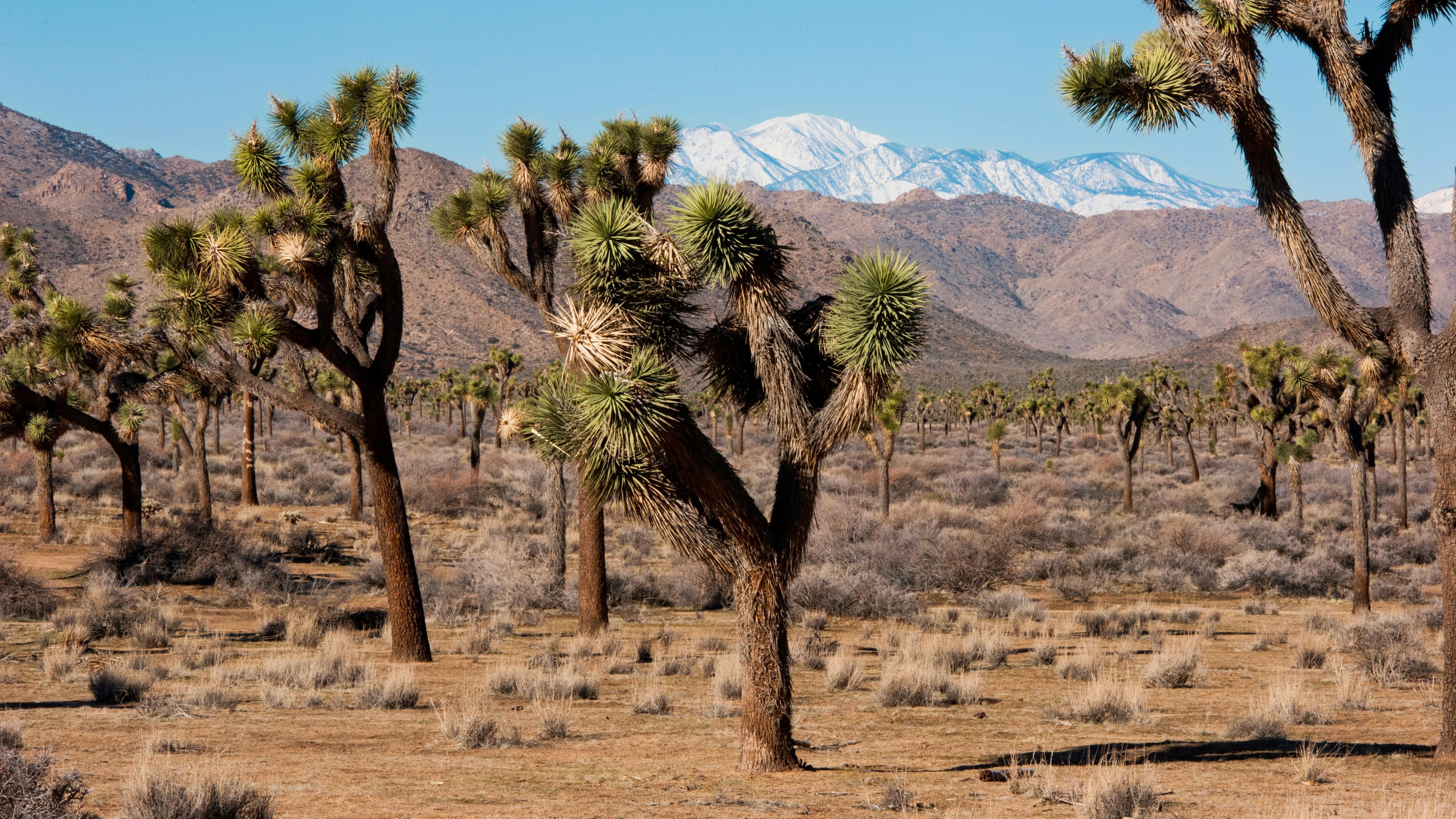 Joshua Tree, Things to do, CNN travel, Visit guide, 3720x2100 HD Desktop