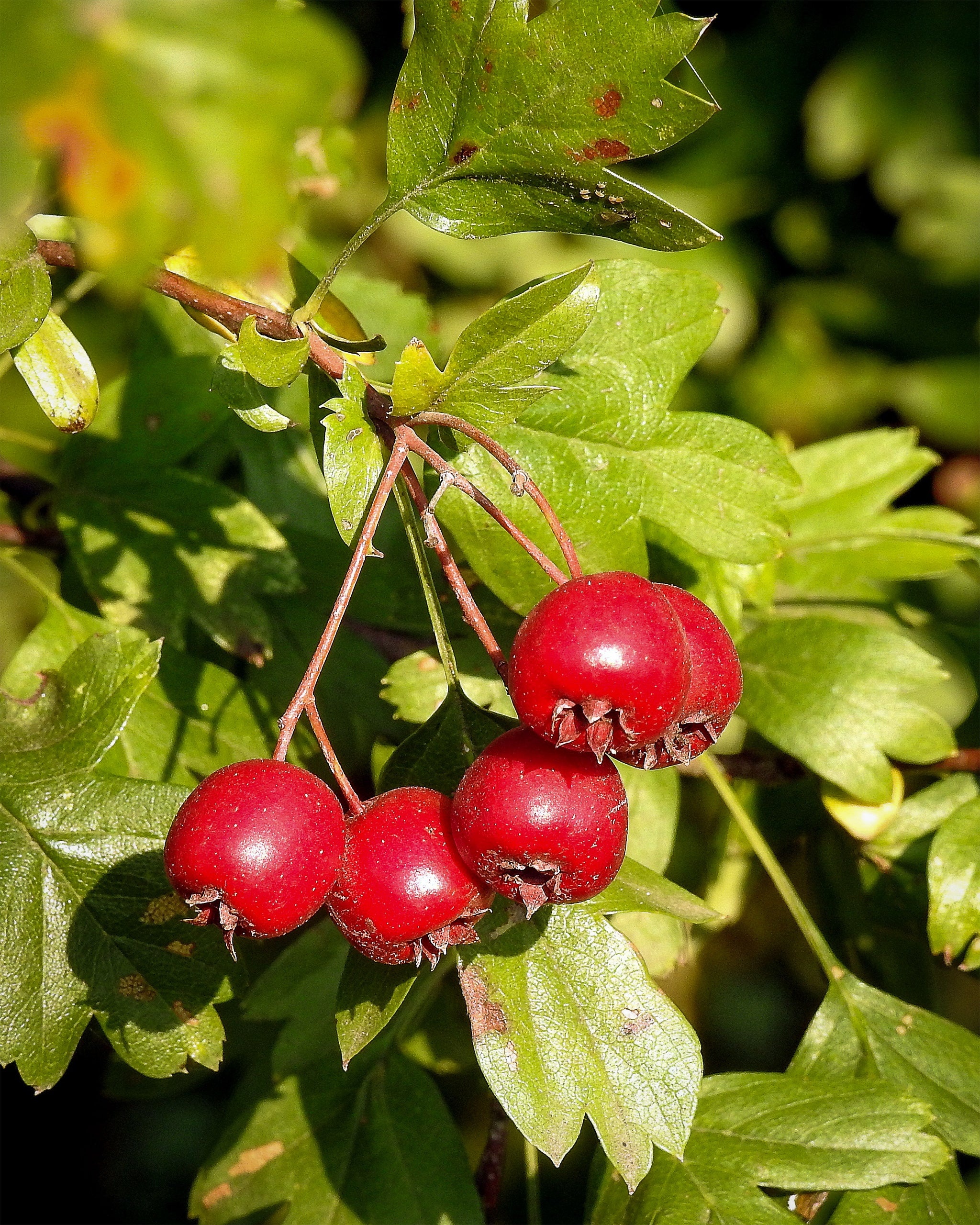 Azarole, Hawthorn Tree Wallpaper, 2050x2560 HD Phone