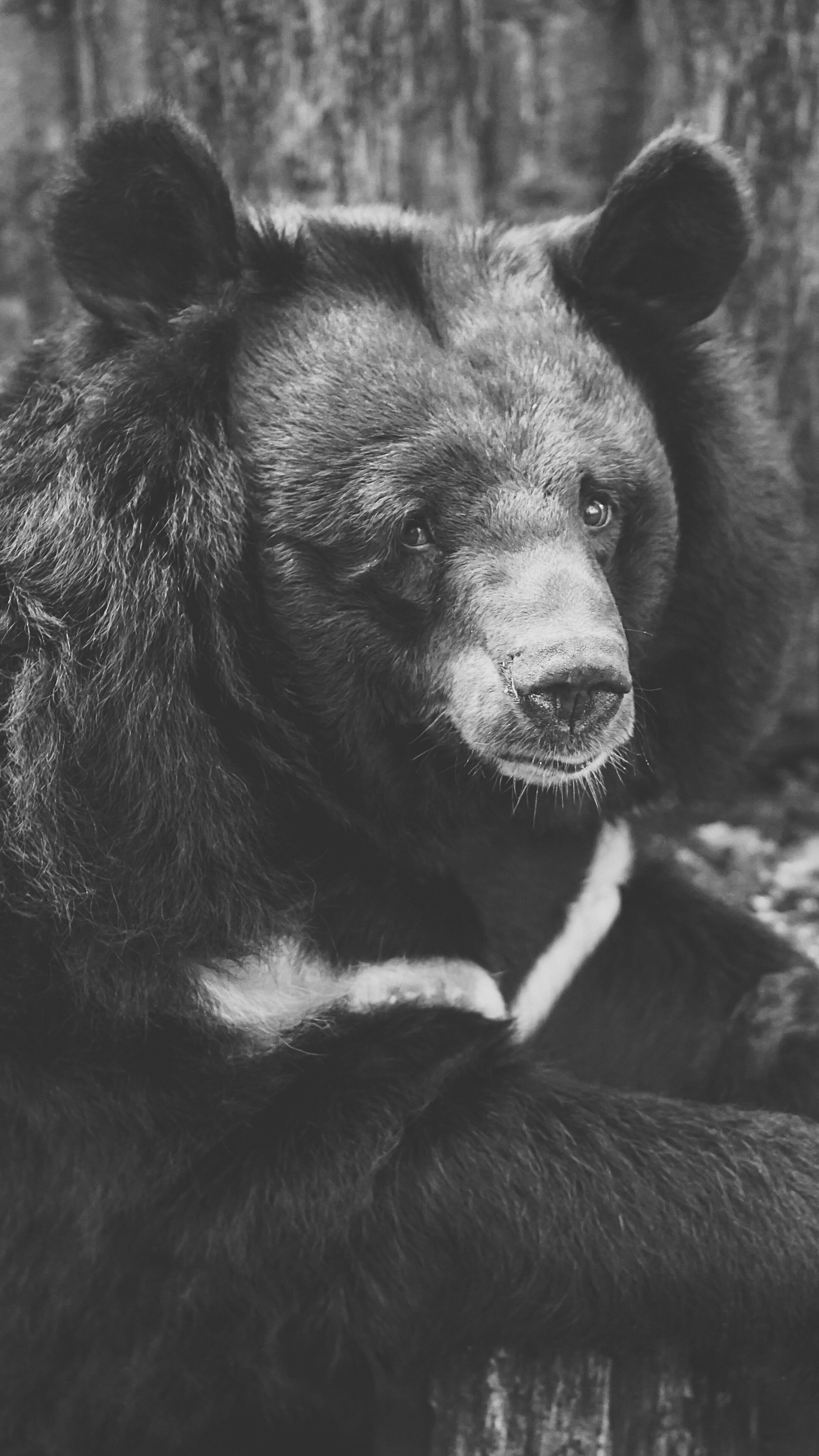 Taiwanese black bear, Bears Wallpaper, 2160x3840 4K Phone