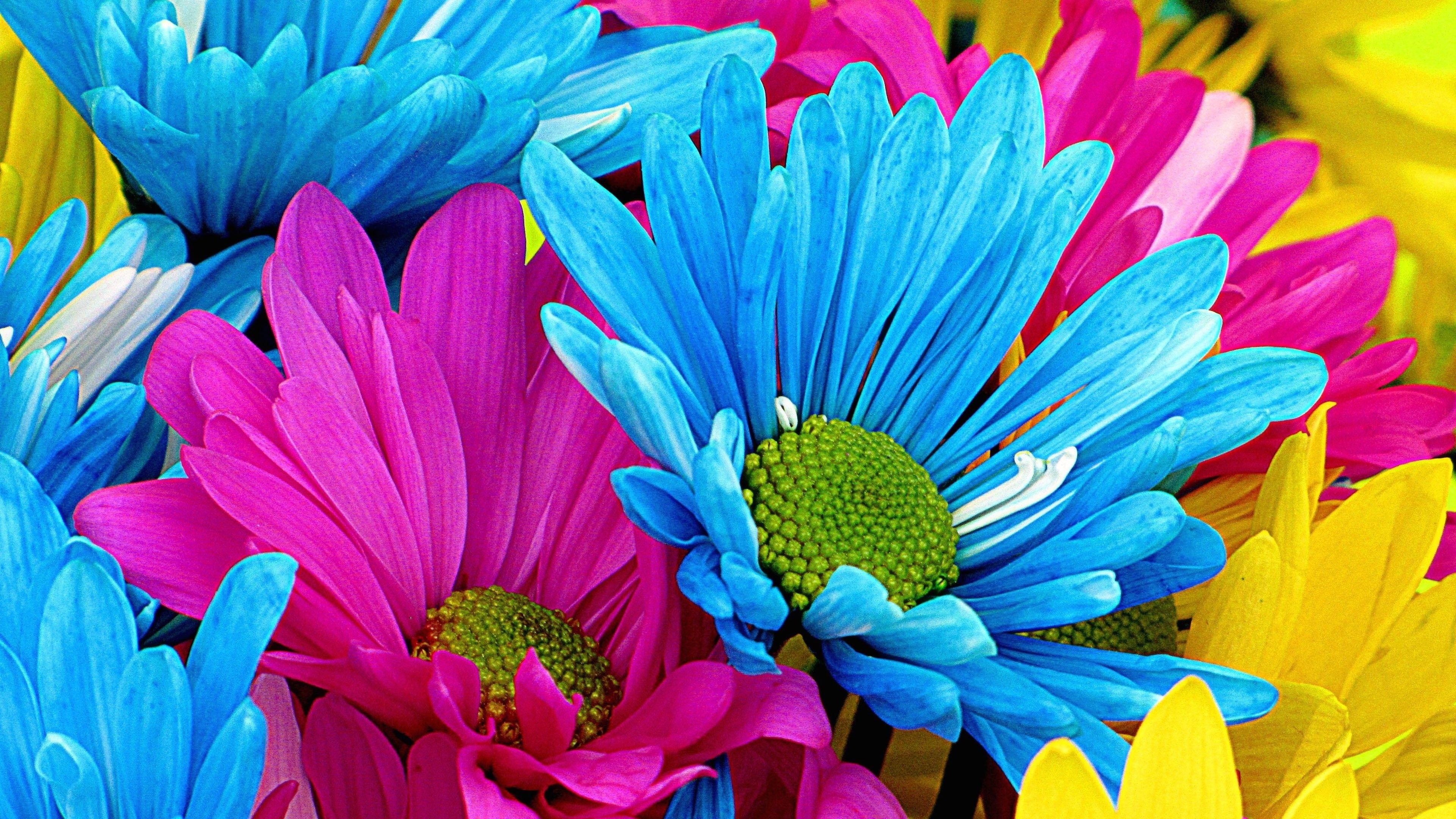 Gerbera daisy wallpapers, Floral elegance, Beautiful blooms, Nature's gift, 3840x2160 4K Desktop