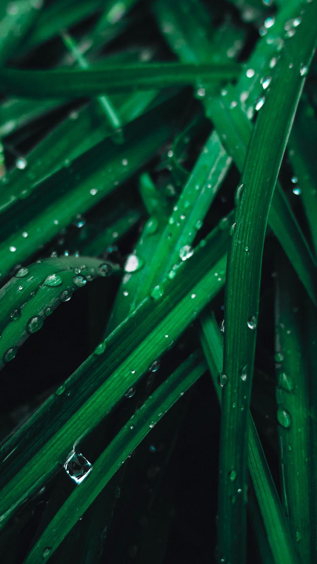 Drops close up green grass wallpaper, Graphic wallpaper, Aesthetic greens, Vivid drops, 1080x1920 Full HD Phone