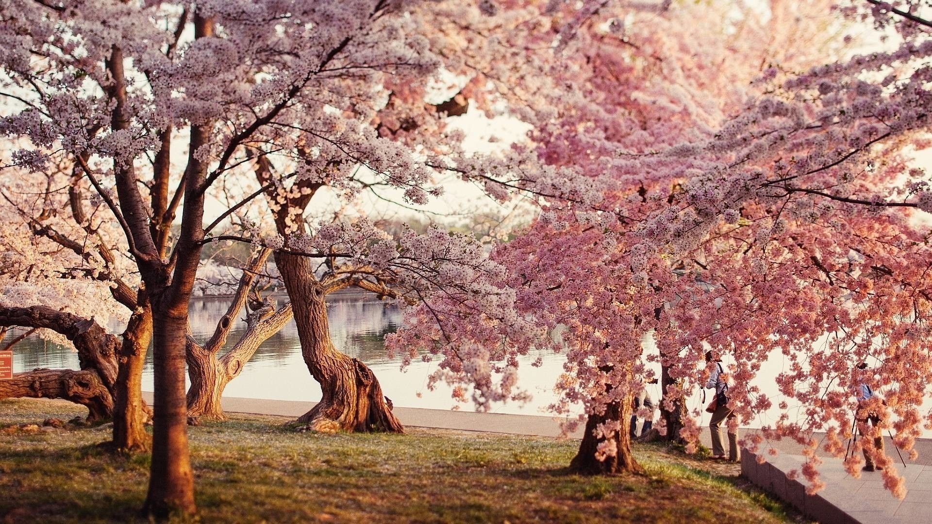 Blooming Yoshino cherry trees, Tidal Basin waterfront, Pink sakura blossoms, Full HD Desktop wallpaper