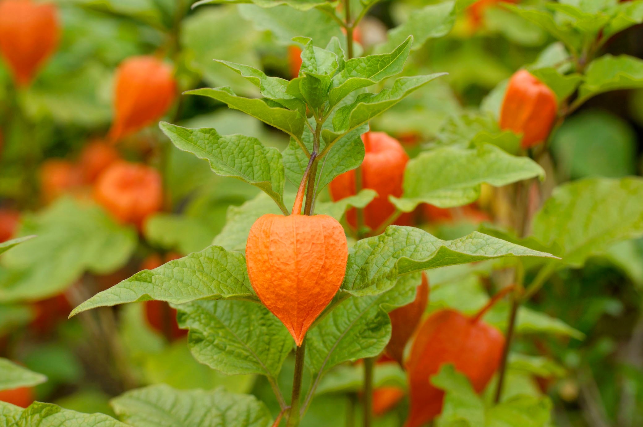 Physalis, Container gardening, Outdoor cultivation, Essential care, 2080x1390 HD Desktop