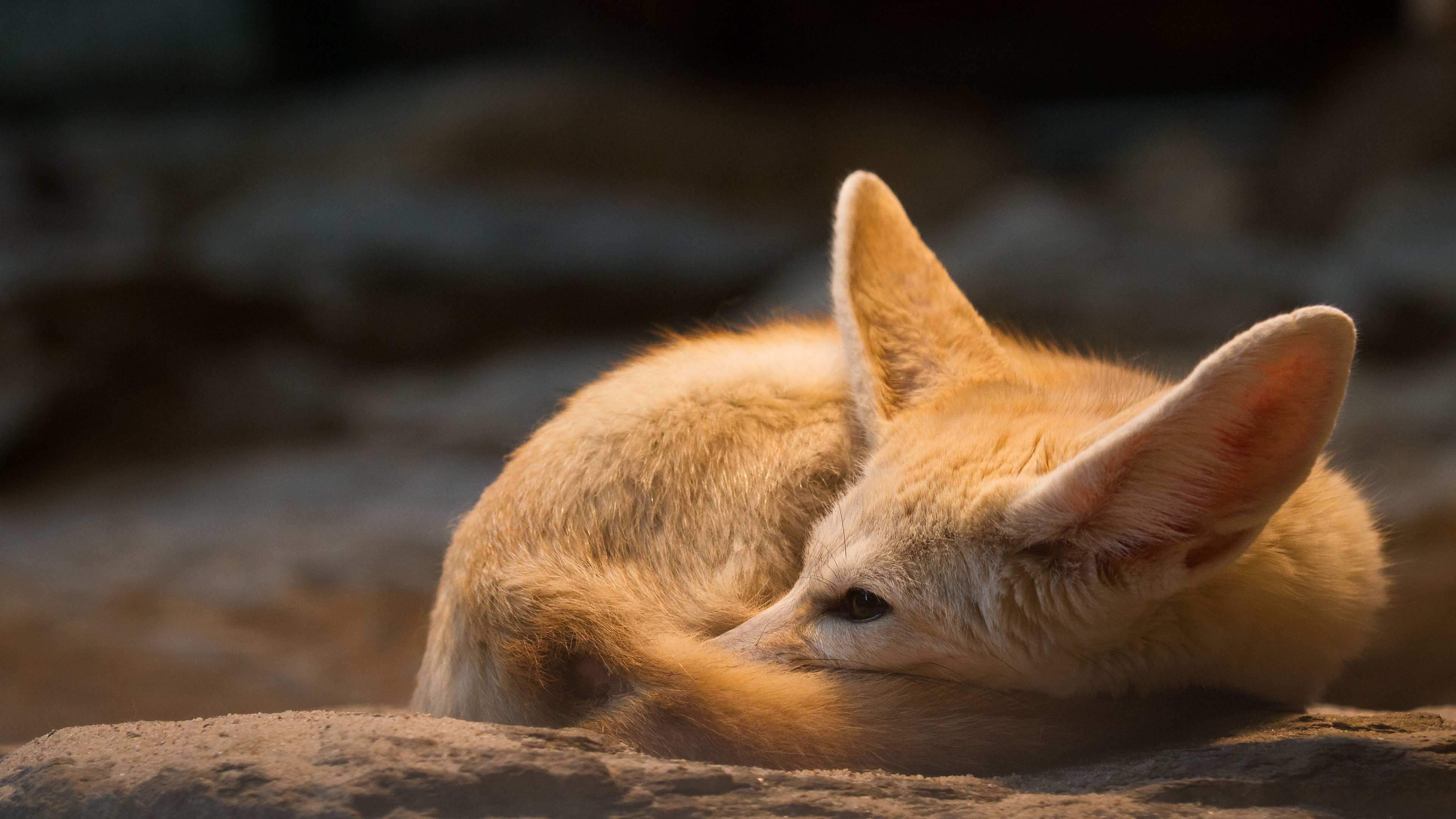 Fennec Fox, HD 4K wallpaper, Sleeping fox, Peaceful fennec, 3840x2160 4K Desktop