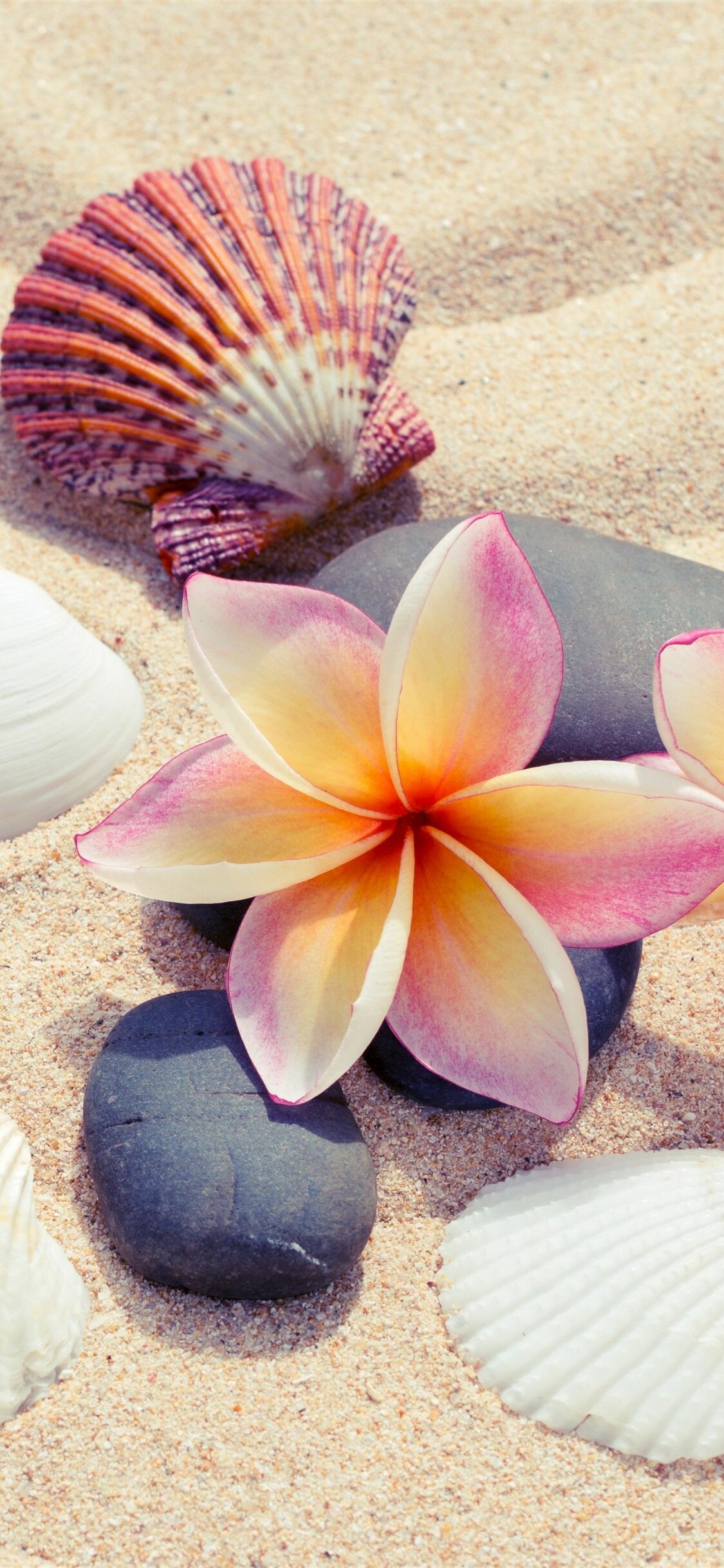 Frangipani fascination, Delicate blooms, Tropical paradise, Vibrant beauty, 1130x2440 HD Phone