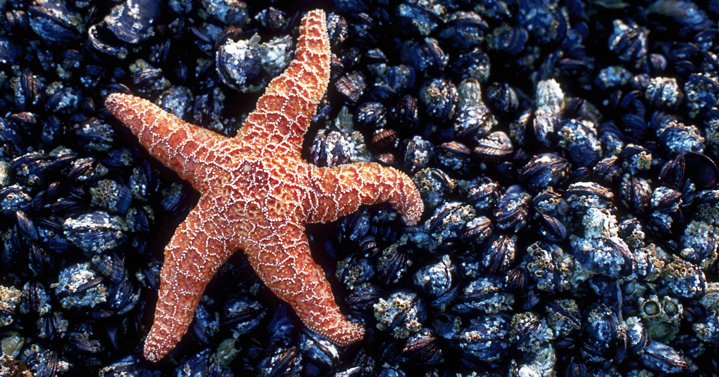 Threatened mussel beach, Sea star absence, Ecological imbalance, Ecosystem disturbances, 2330x1220 HD Desktop