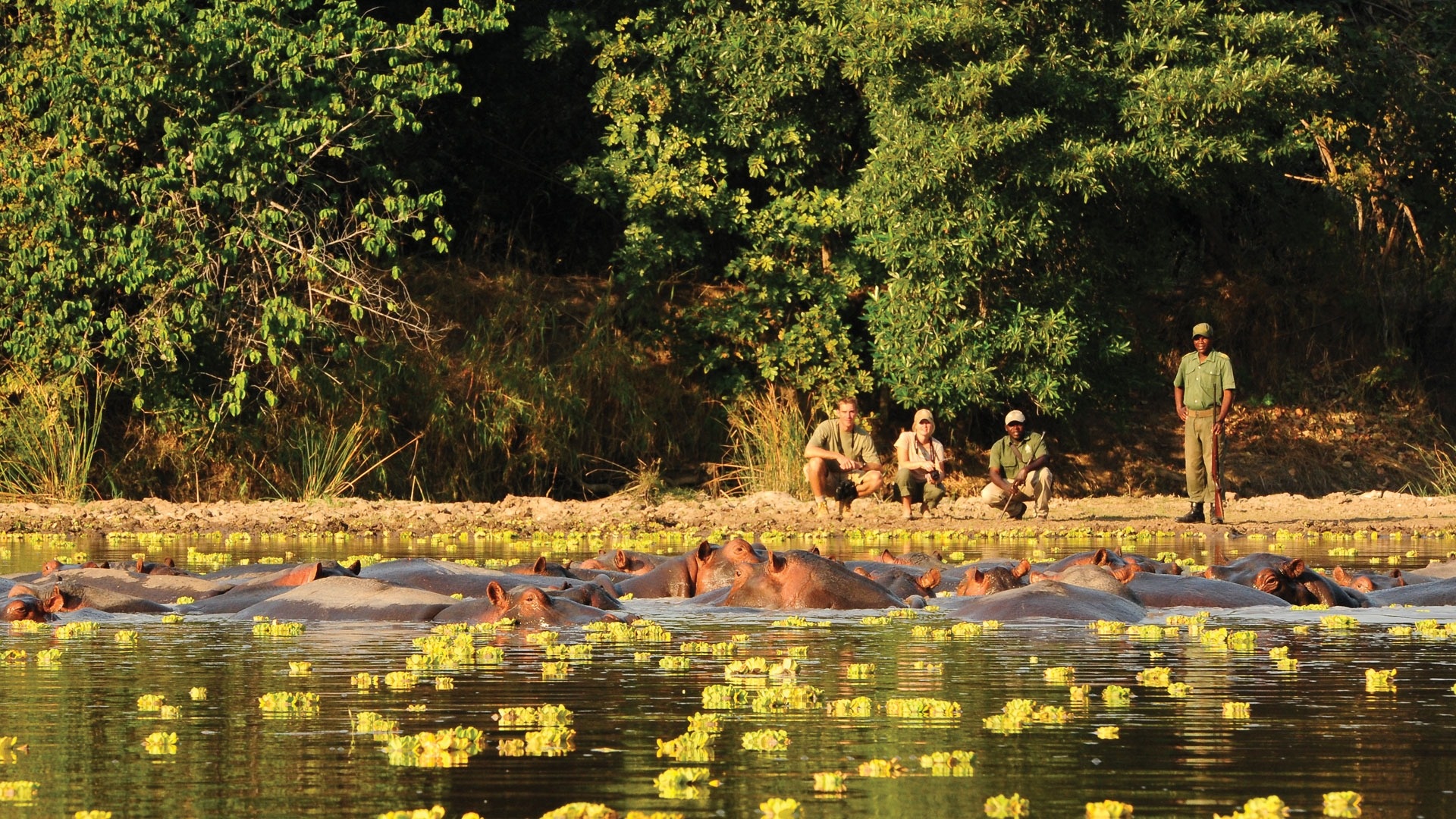 Zambia, Luxury safaris, Exquisite wildlife, Unforgettable experiences, 1920x1080 Full HD Desktop