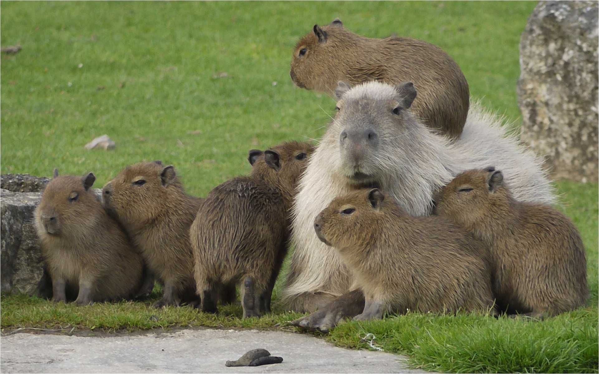 Capybara wallpapers, Zoey simpson, Animal backgrounds, Capybara pictures, 1930x1210 HD Desktop