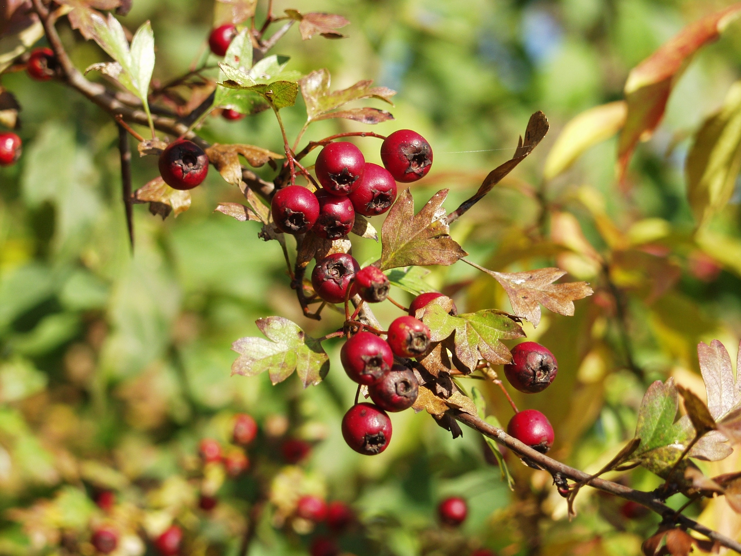Red berry fruit, Peakpx image, Nature, Free, 2560x1920 HD Desktop