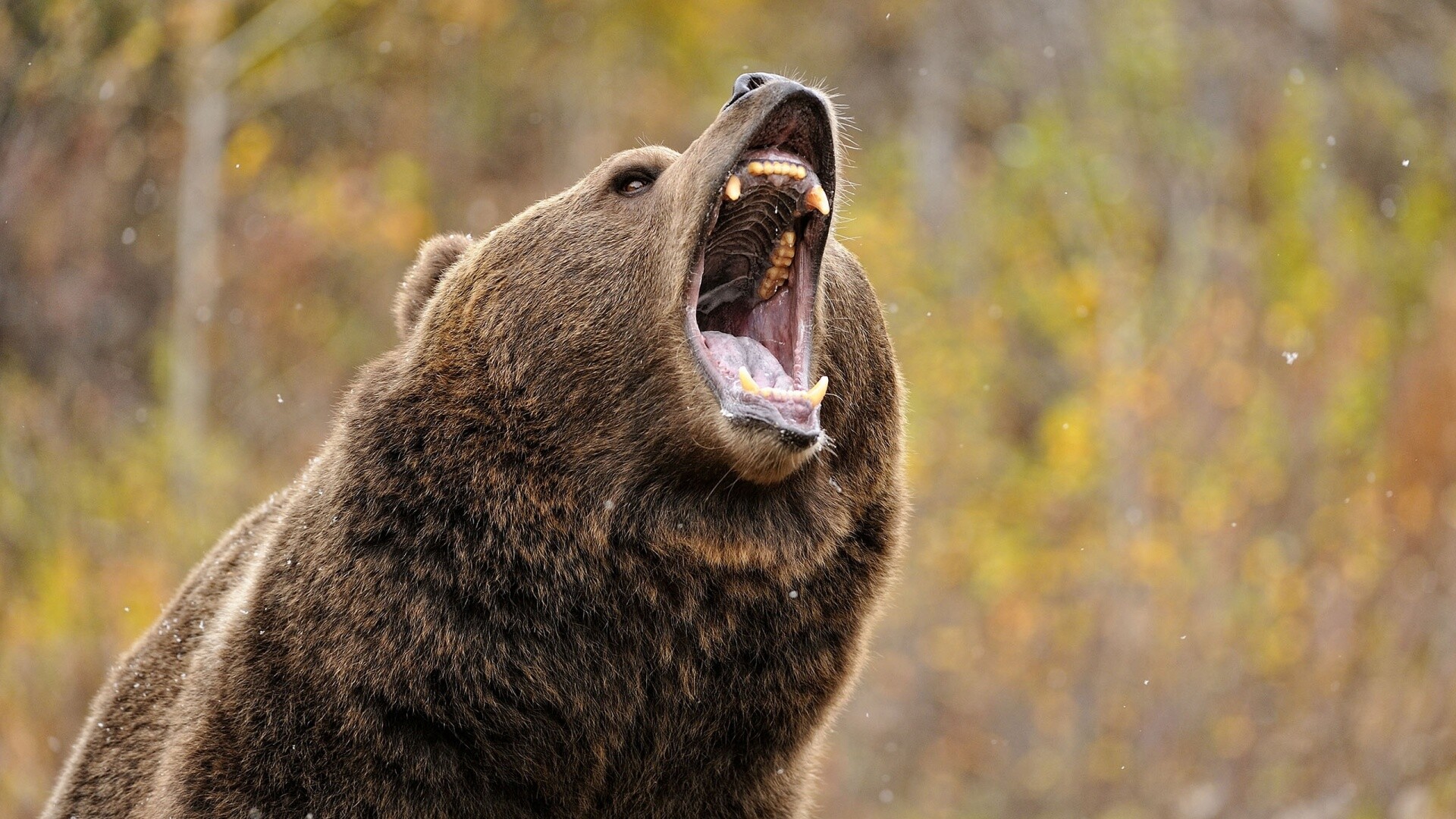 Grizzly bear, Wildlife photography, Natural habitat, Majestic creature, 1920x1080 Full HD Desktop